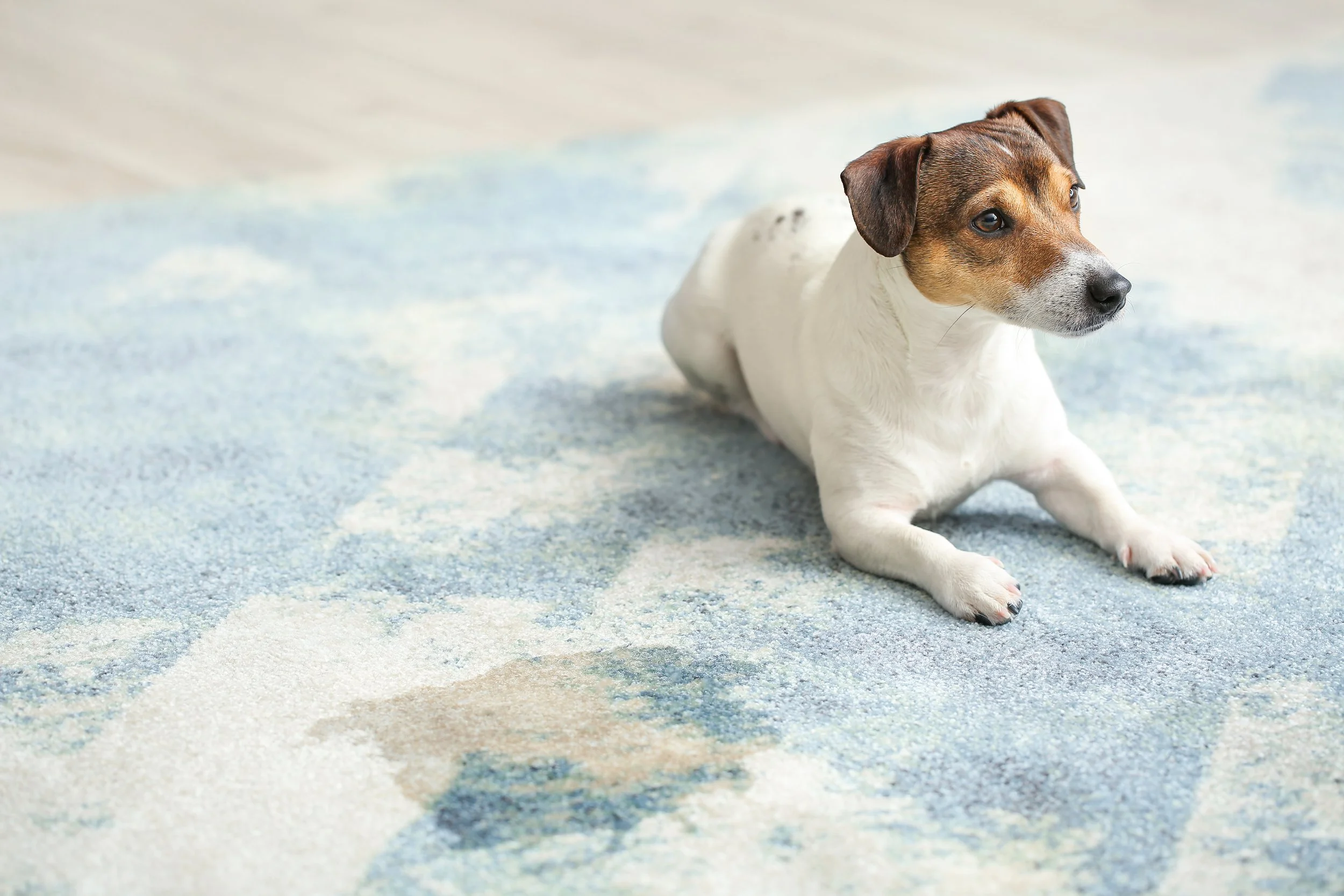 Professional carpet pet urine treatment Blackpool service