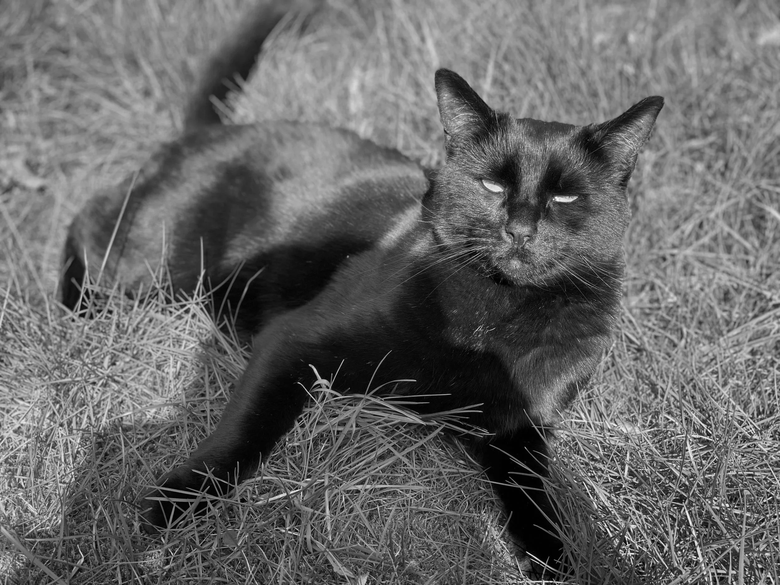 Black cat lying in grass, eyes partially closed, sunlight illuminating its face.