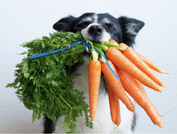 Dog holding a bunch of fresh carrots in its mouth.