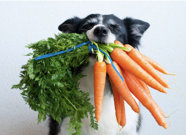 A cute, fluffy brown dog holding a piece of kale in its mouth.
