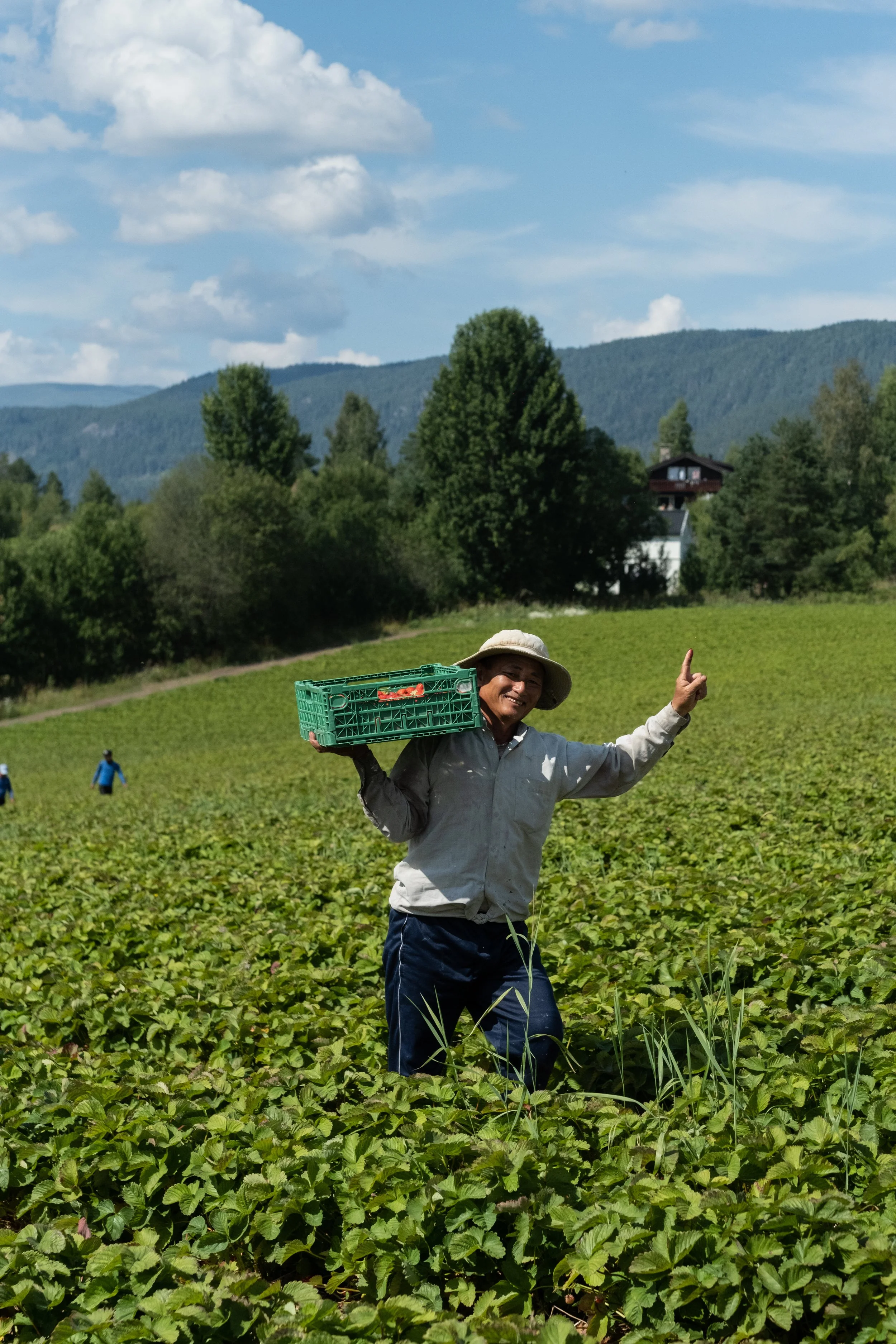 En person smiler og peker oppover mens de står i et jordbruksområde med grønne planter. Vedkommende har hatt hatt og bærer en plastkasse med tomater på skuldren. Bak dem er det andre mennesker som jobber på åkeren, omgitt av trær og fjell under en blå himmel med noen skyer.