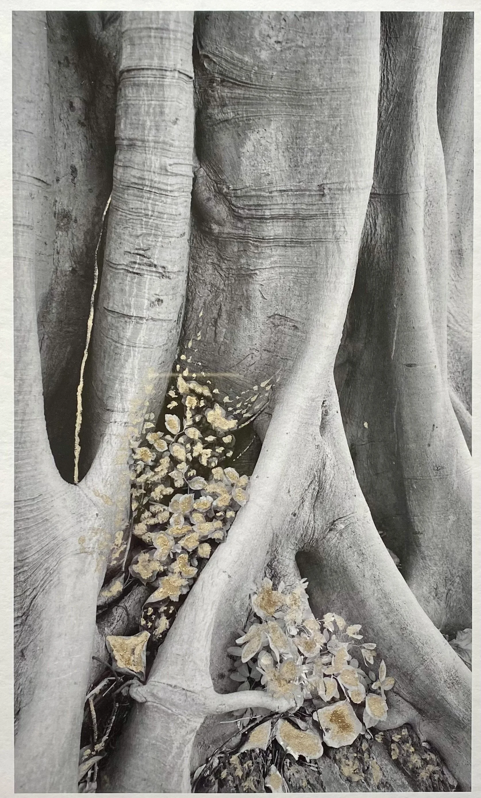 Verwurzeln ( enraciné )