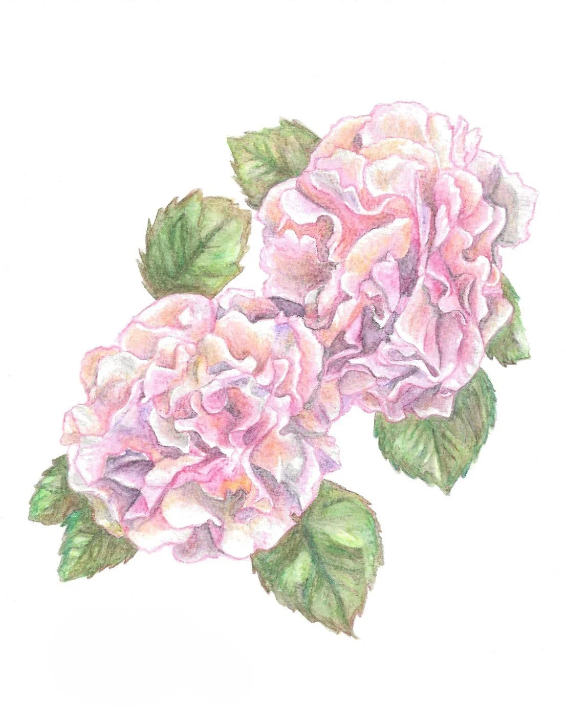 Watercolor painting of two pink hydrangea flowers with green leaves.