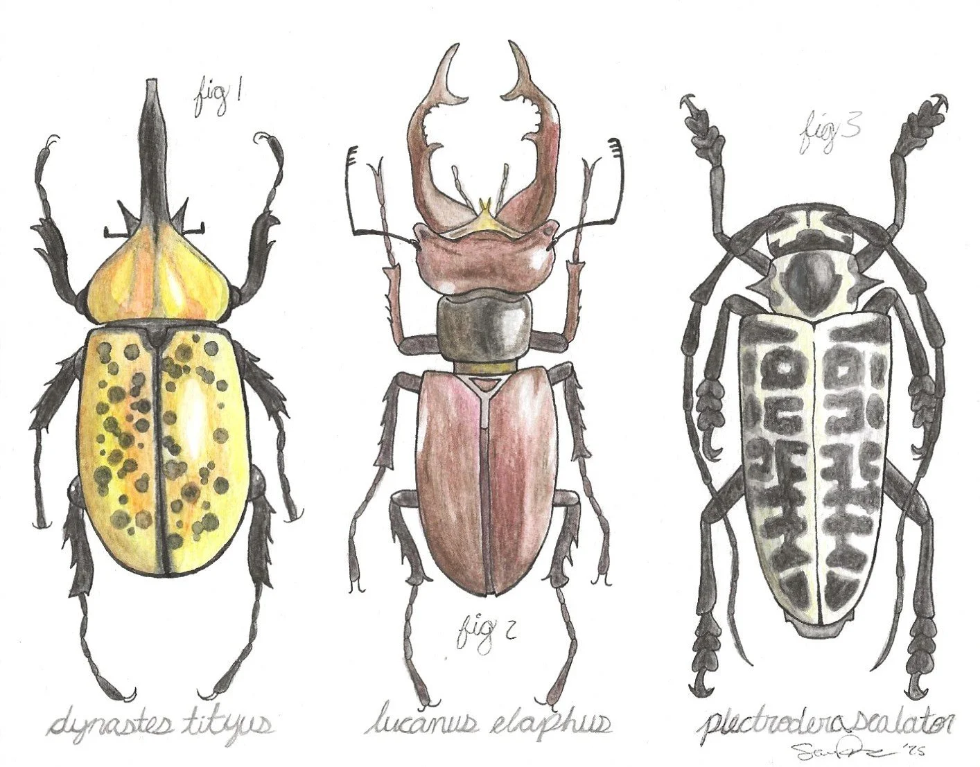 Illustration of three different beetles labeled as Dynastites titus, Lucanus elaphus, and Plectrodera scalator, each with distinct coloring and patterns.