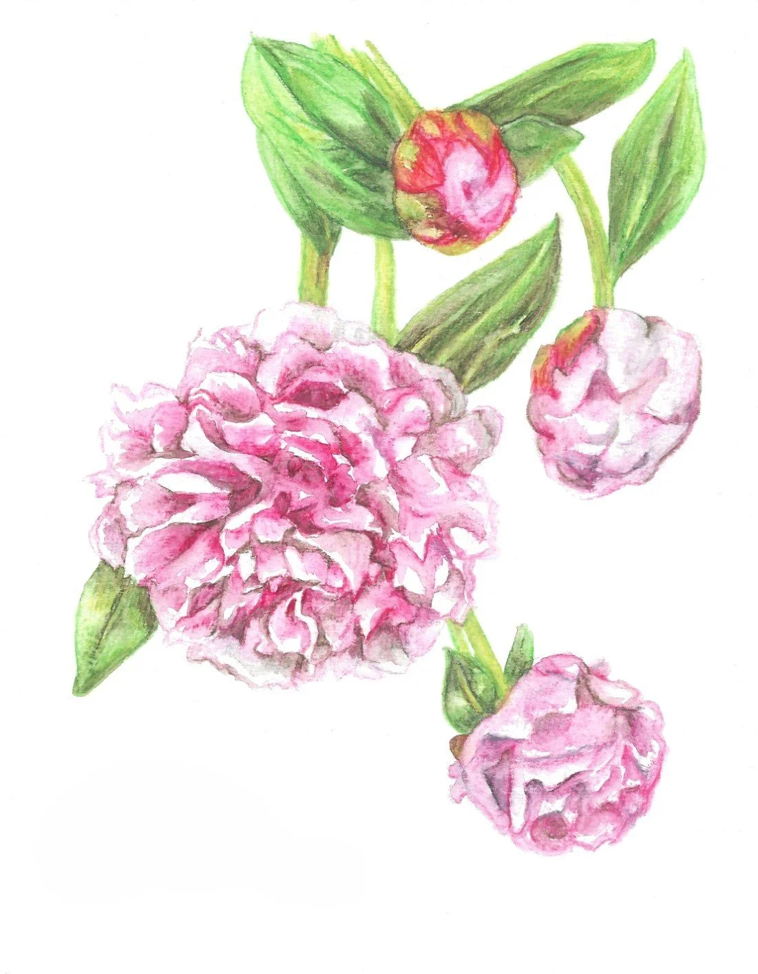 A watercolor painting of pink peony flowers with green leaves.