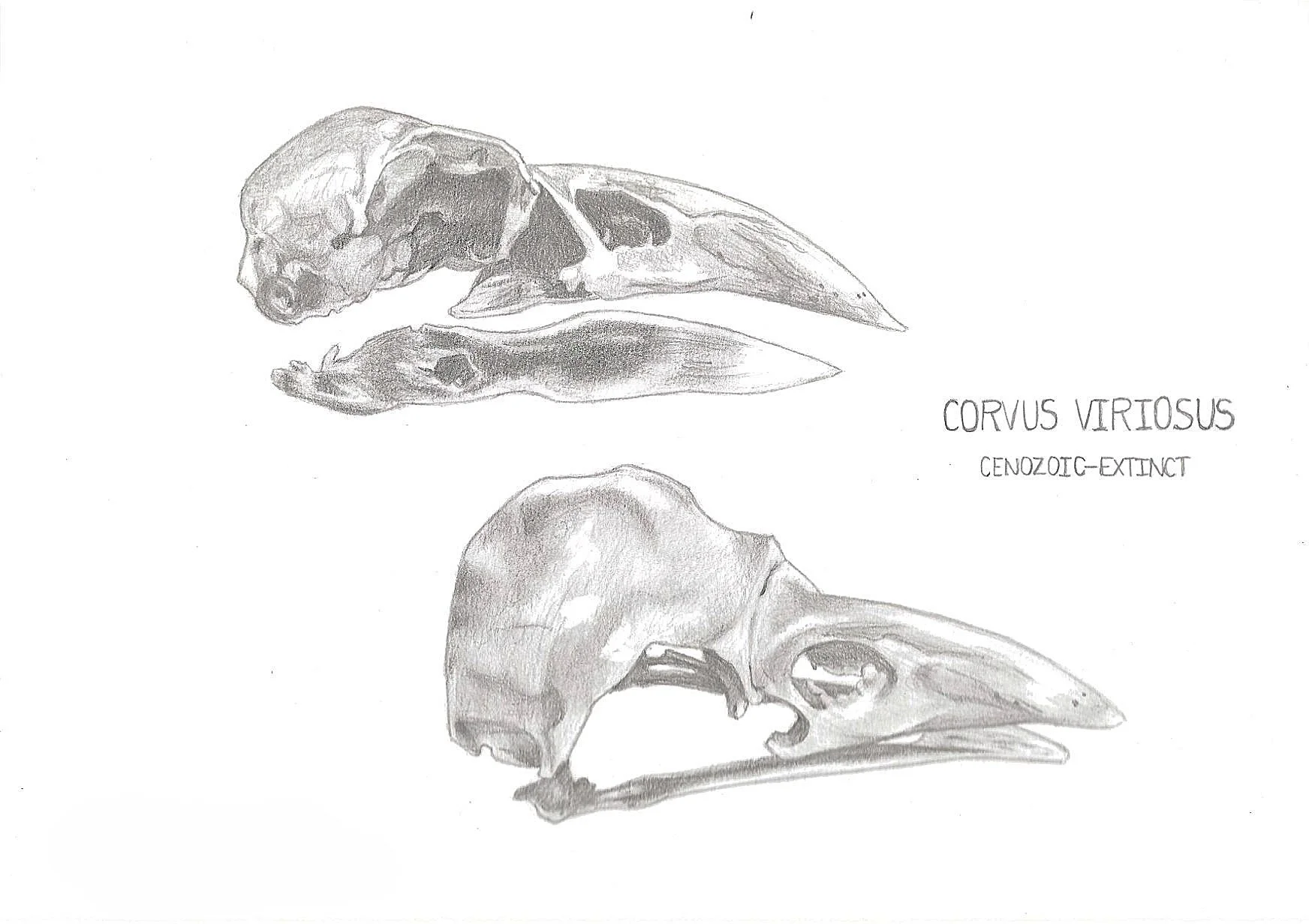 Sketch of two bird skulls labeled as Corvus veriosus, an extinct species from the Cenozoic era.