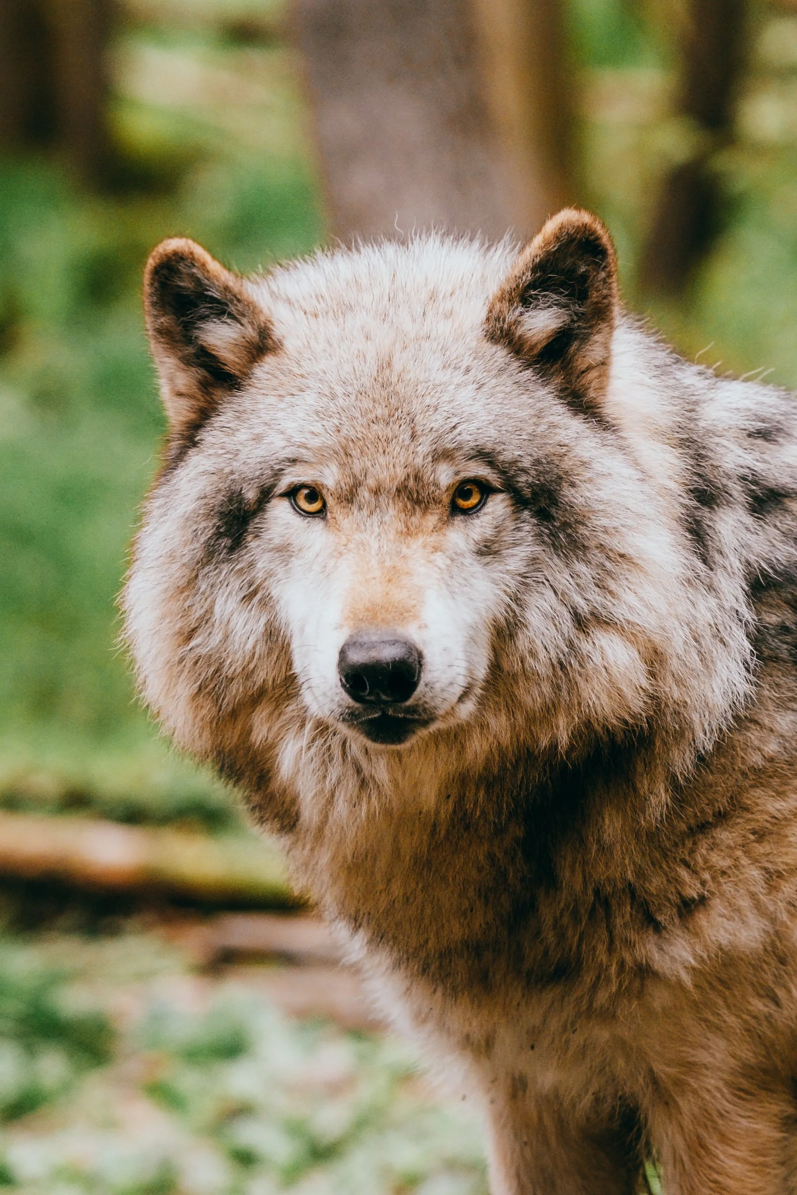 Un loup gris dans une forêt verte.