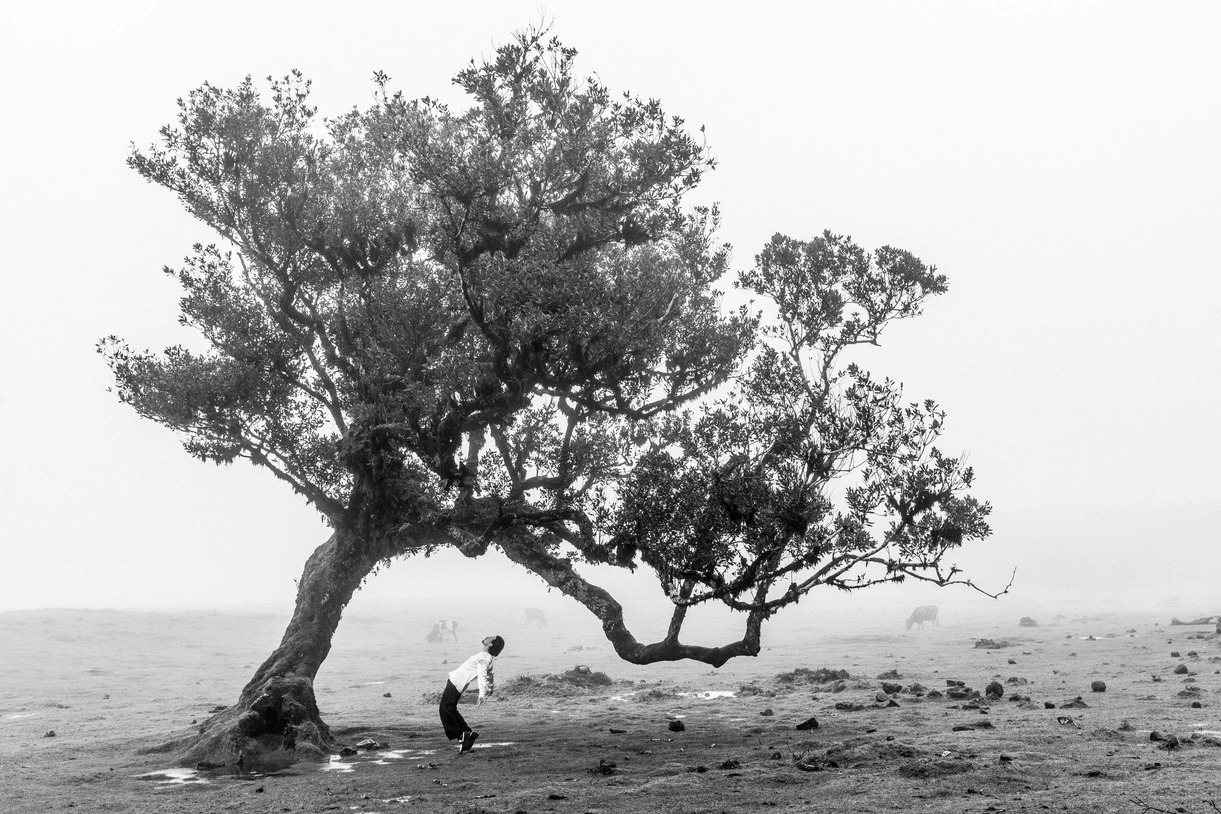 Un homme portant une chemise blanche et un pantalon noir se baisse devant un grand arbre à branches épaisses dans un paysage brumeux, avec des vaches au loin.