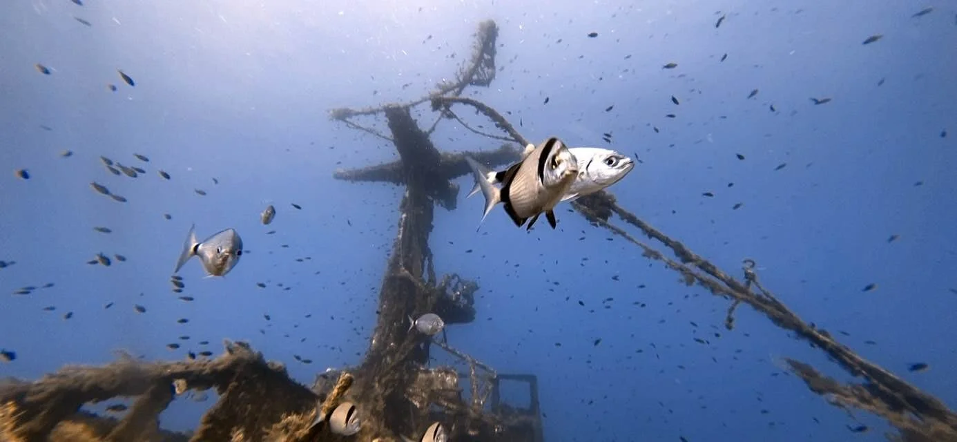 Keeping Spearfishing Sustainable