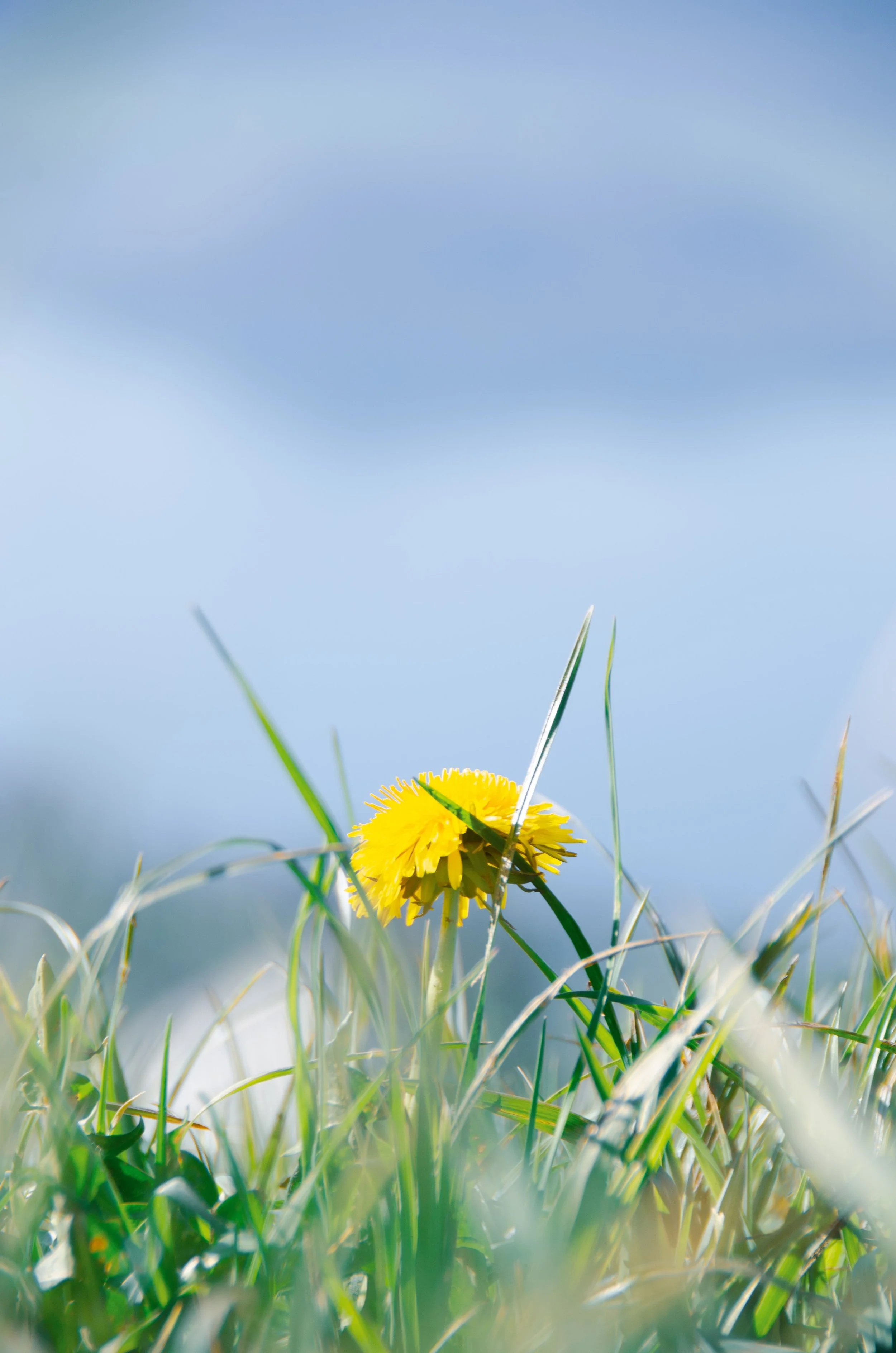 01_loewenzahn_wiese_heiligenschwendi_blumenfotografie_c_tina-berger_2019_hochformat.jpeg