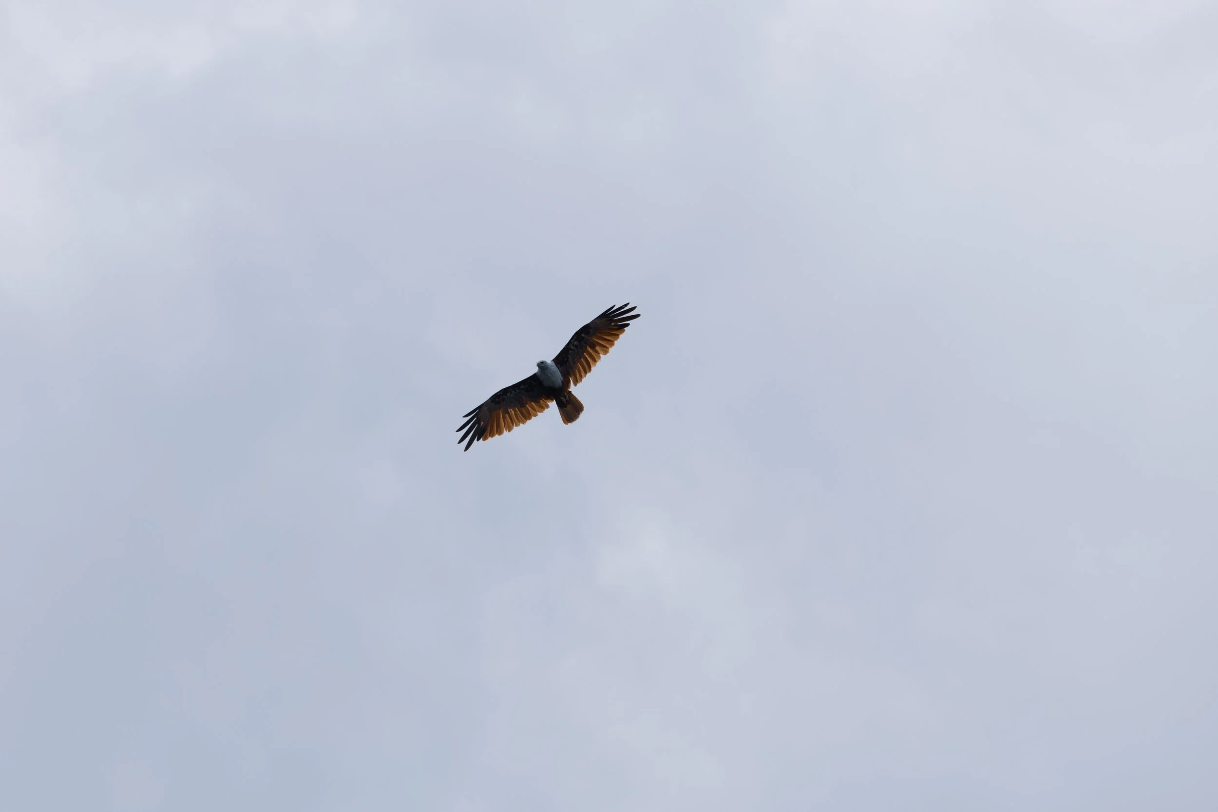 11_adler_sri-lanka_tierfotografie_c_tina-berger_2024_querformat.jpeg