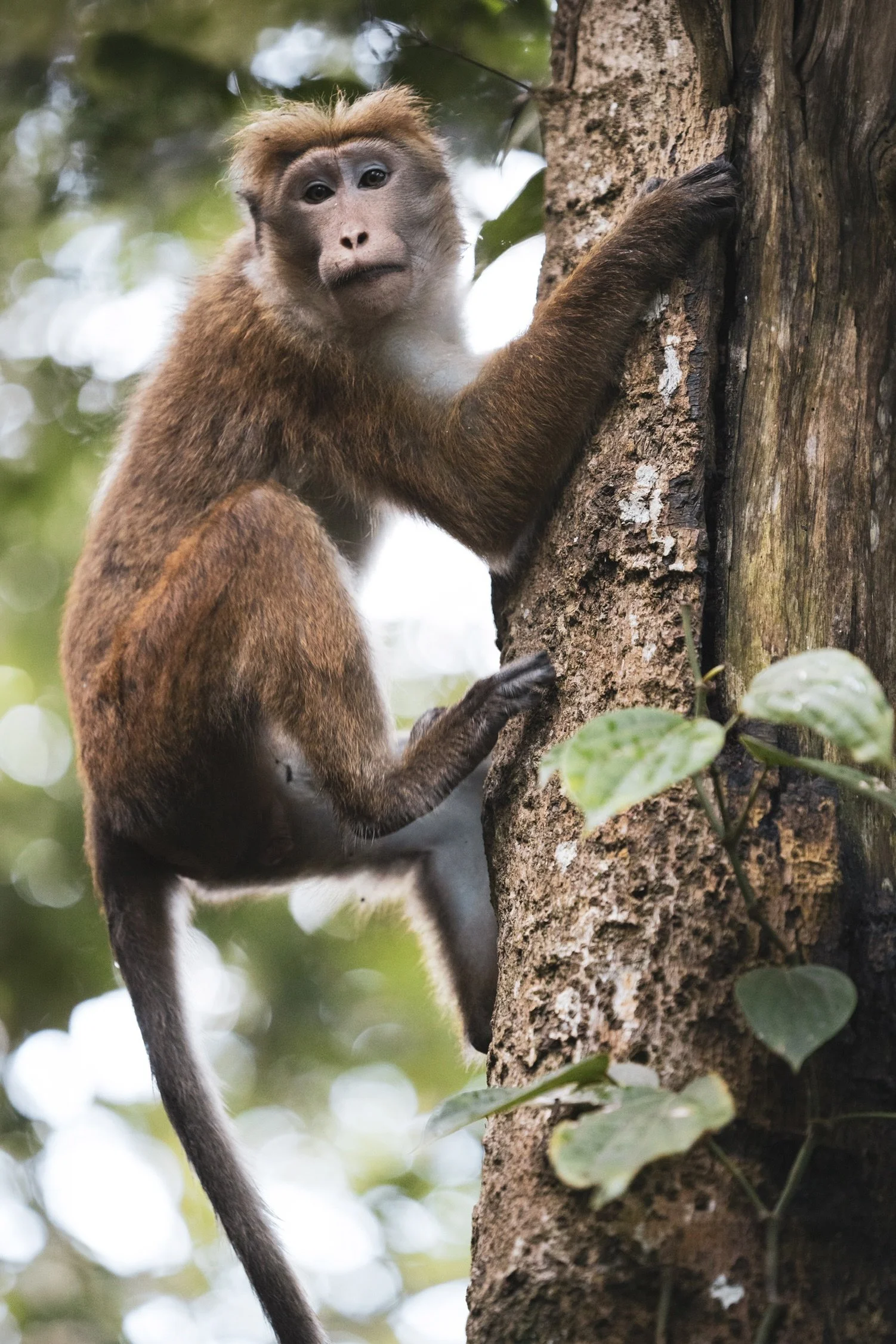 02_toque-makak-maennchen_sri-lanka_tierfotografie_c_tina-berger_2024_hochformat.jpeg