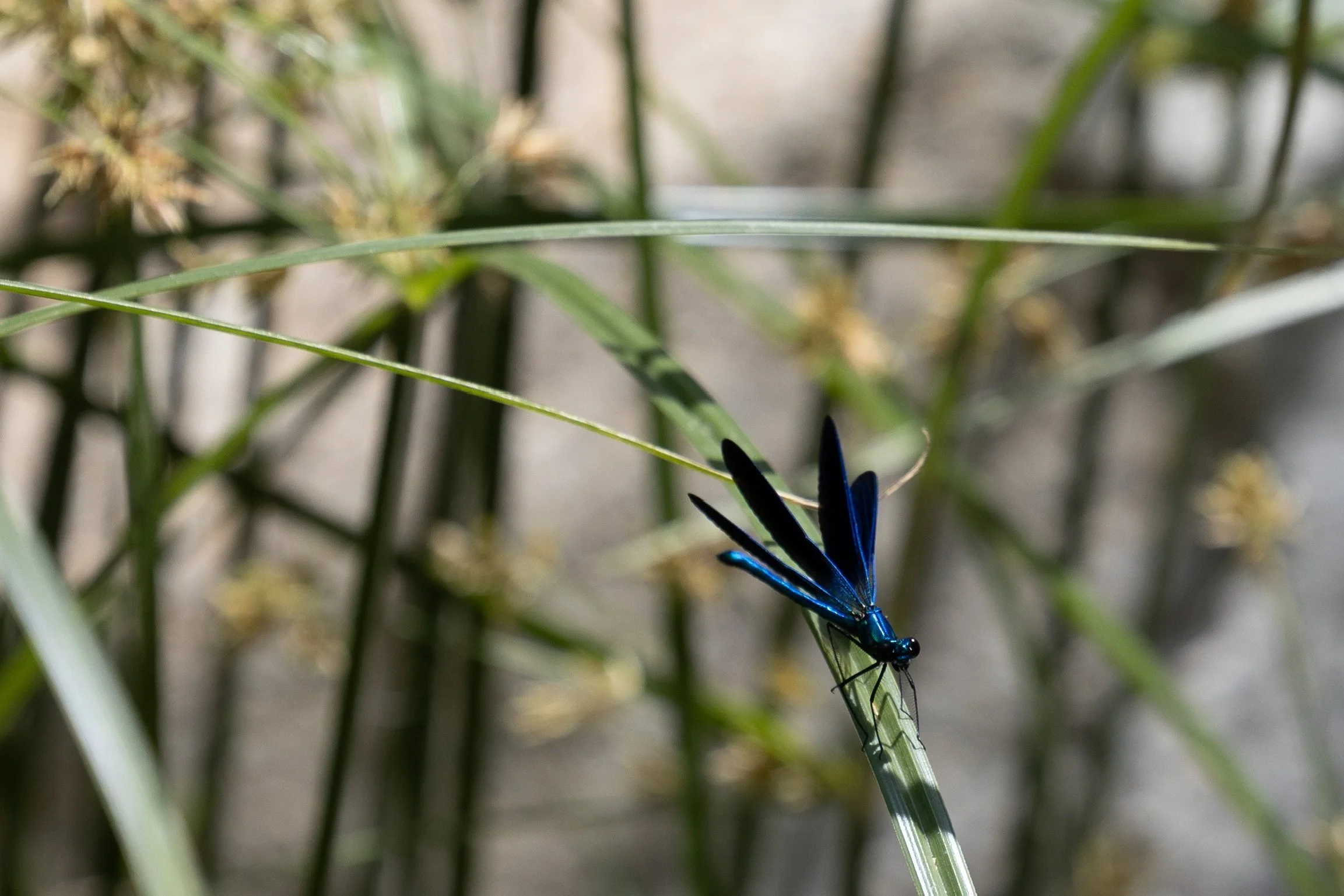 06_blaue-libelle_ikaria_griechenland_tierfotografie_c_tina-berger_2023_querformat.jpeg