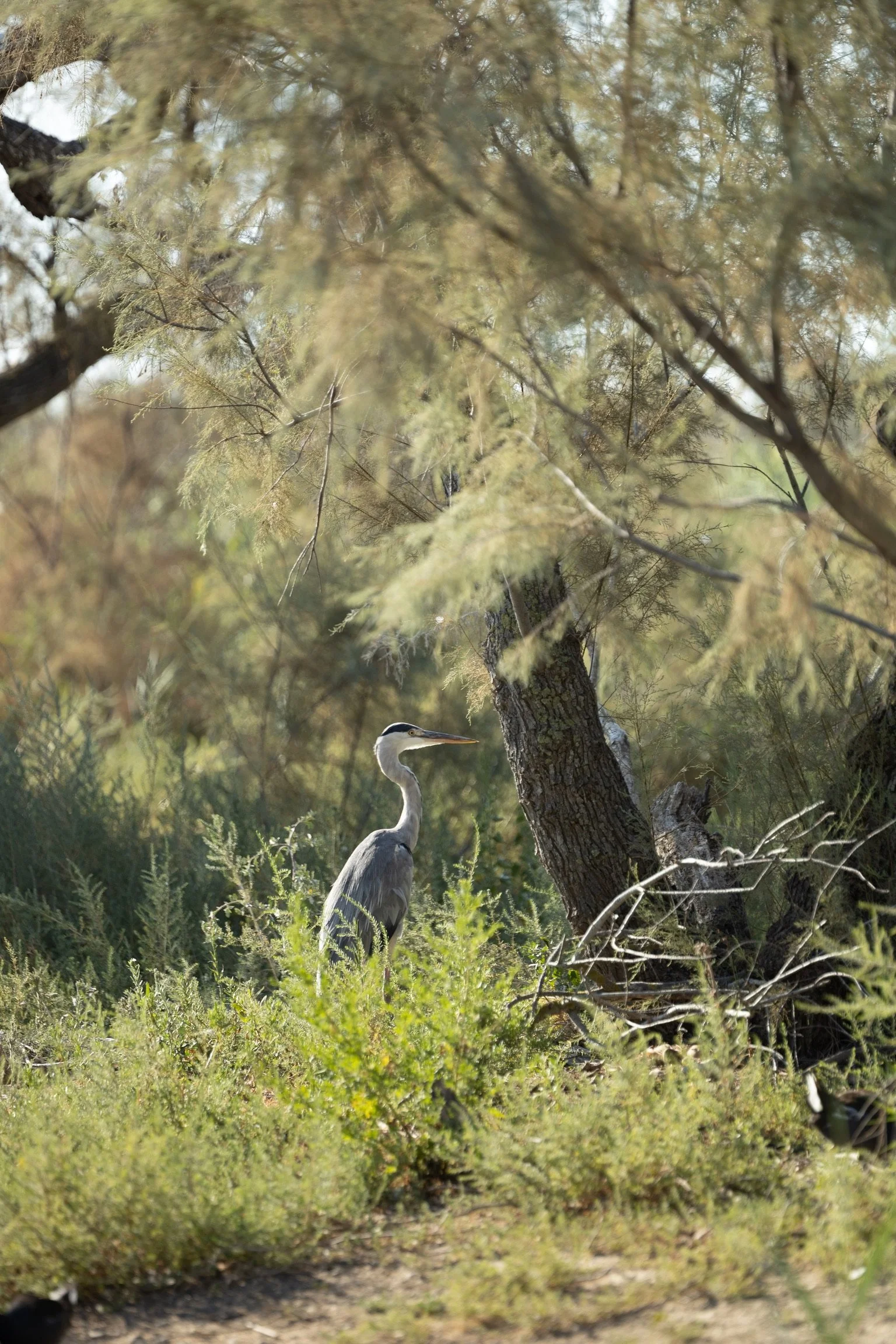 16_graureiher-naturschutzgebiet_camargue_sued-frankreich_tierfotografie_c_tina-berger_2025_hochformat.jpeg