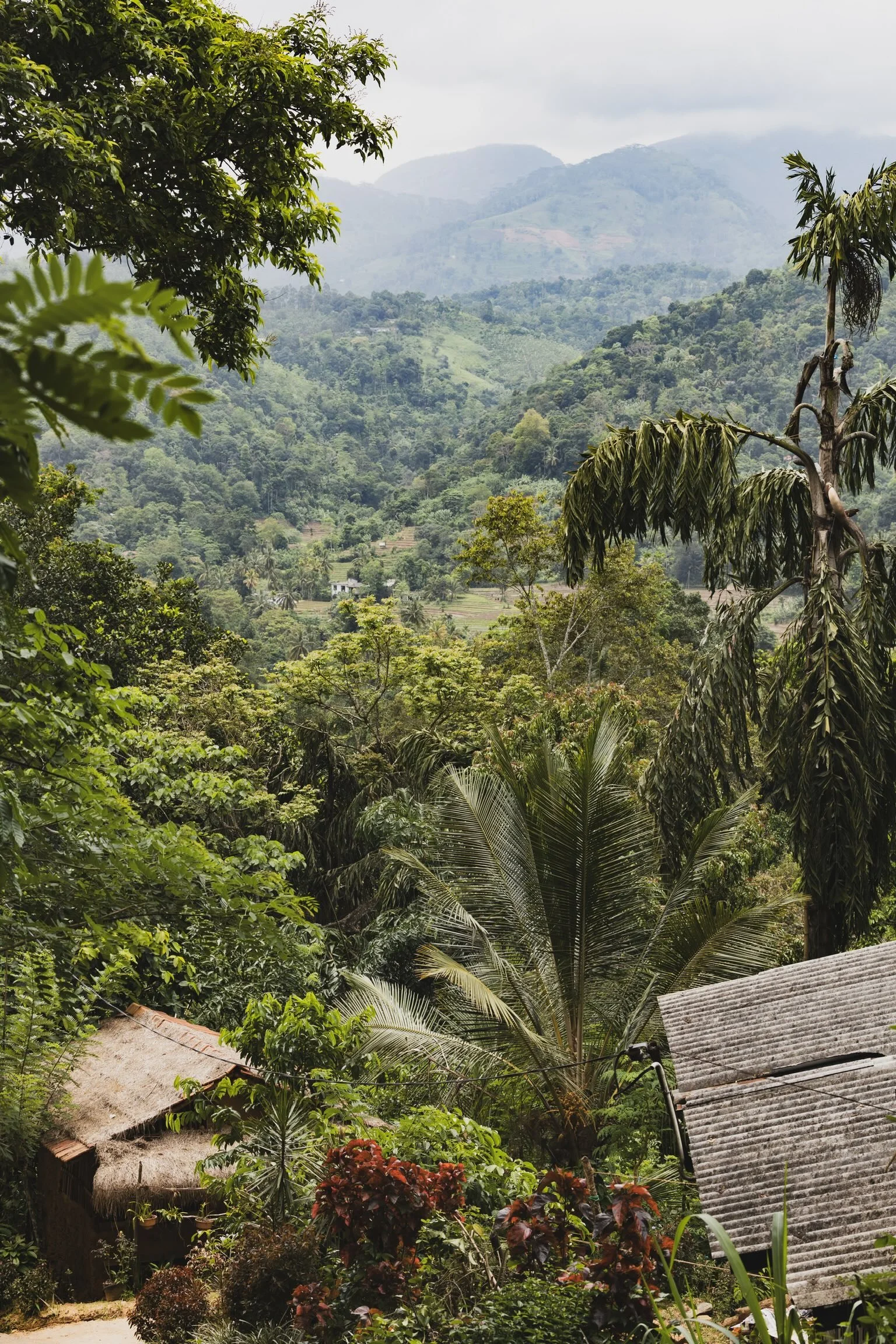 18_dschungel_sri-lanka_landschaftsfotografie_c_tina-berger_2023_querformat.jpeg