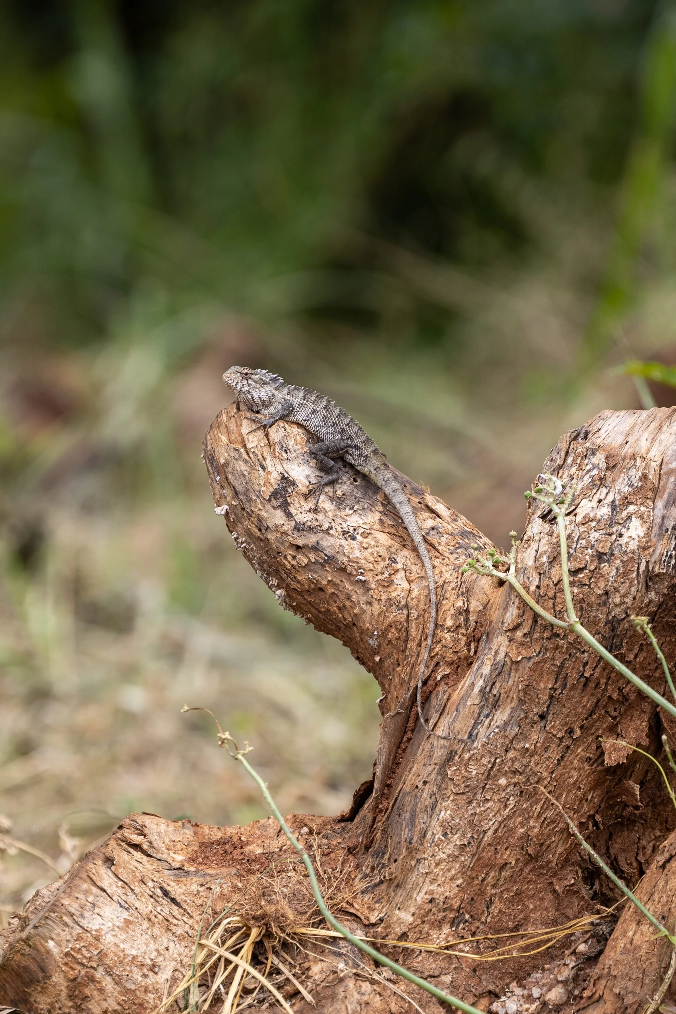 08_orientalische-gartenagame_sri-lanka_tierfotografie_c_tina-berger_2024_hochformat.jpeg