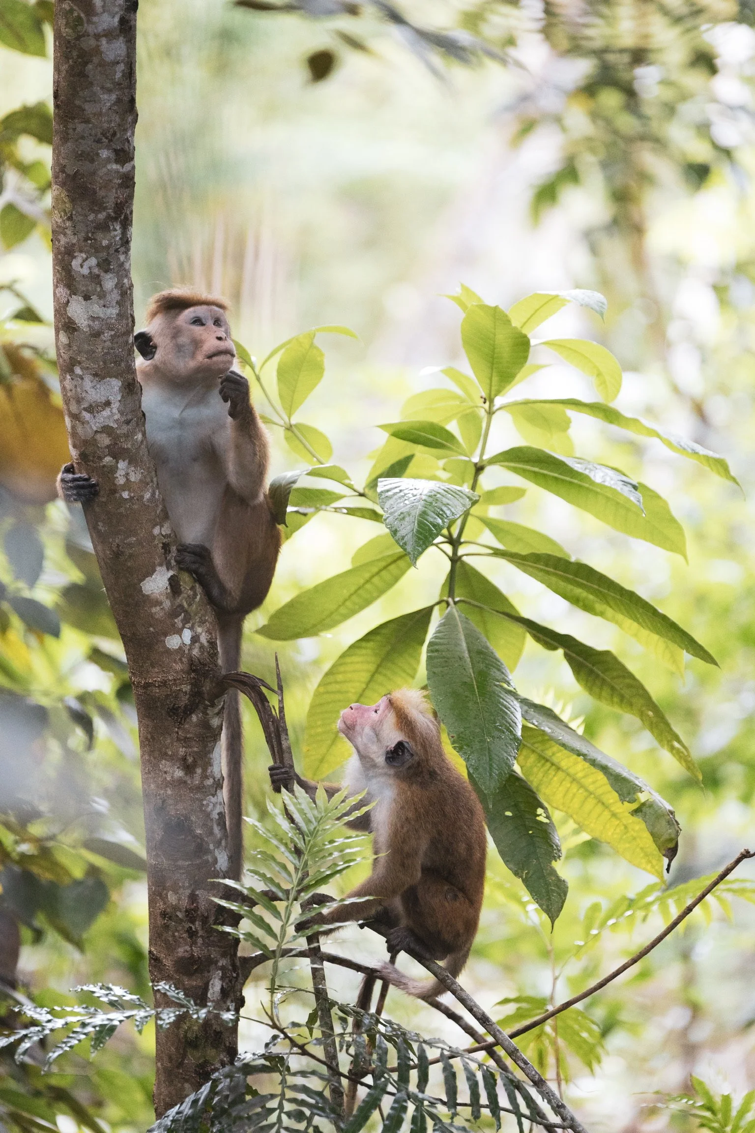 02_junge_toque-makak-affen_sri-lanka_tierfotografie_c_tina-berger_2024_hochformat.jpeg