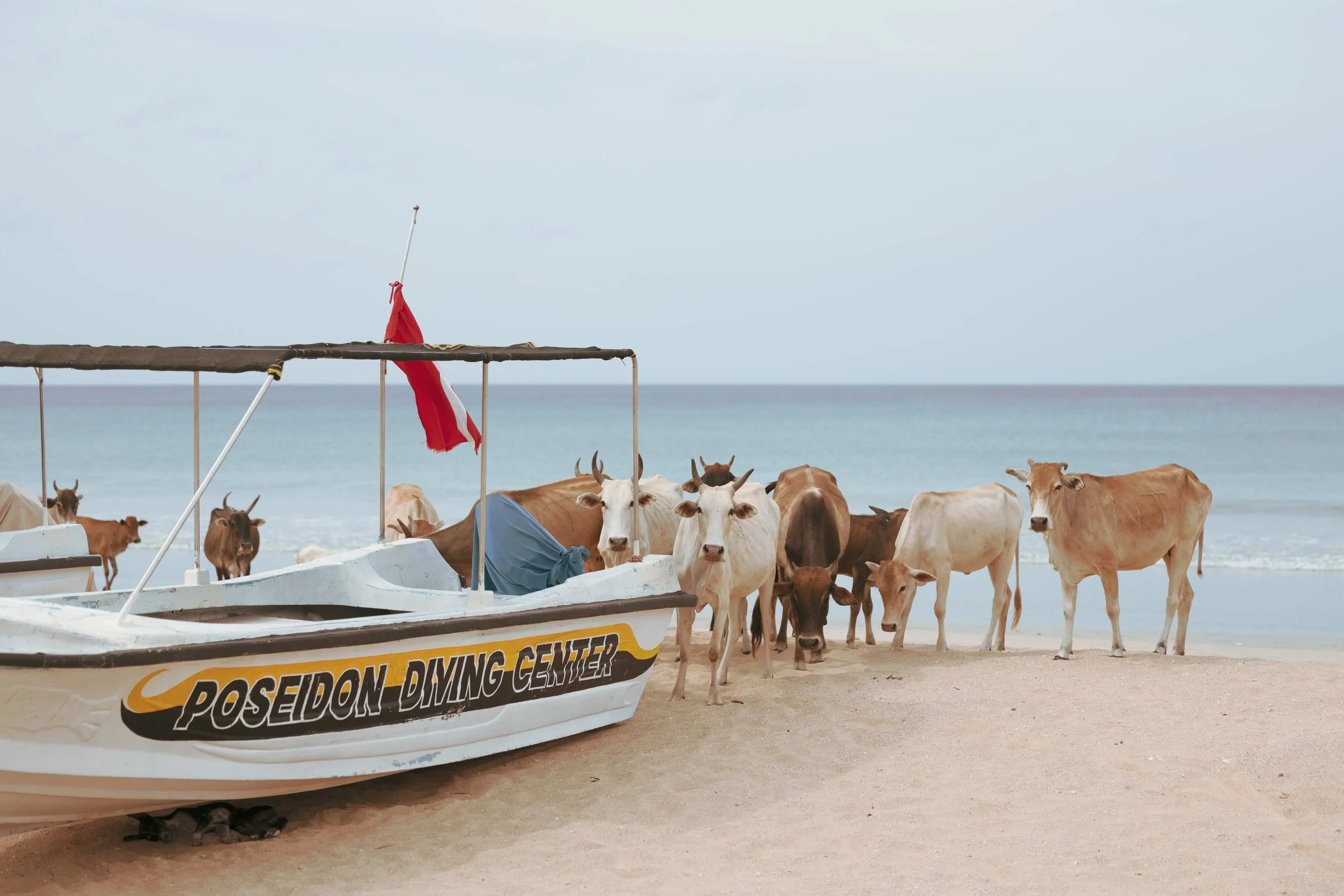 10_kuehe-am-strand_sri-lanka_tierfotografie_c_tina-berger_2024_querformat.jpeg