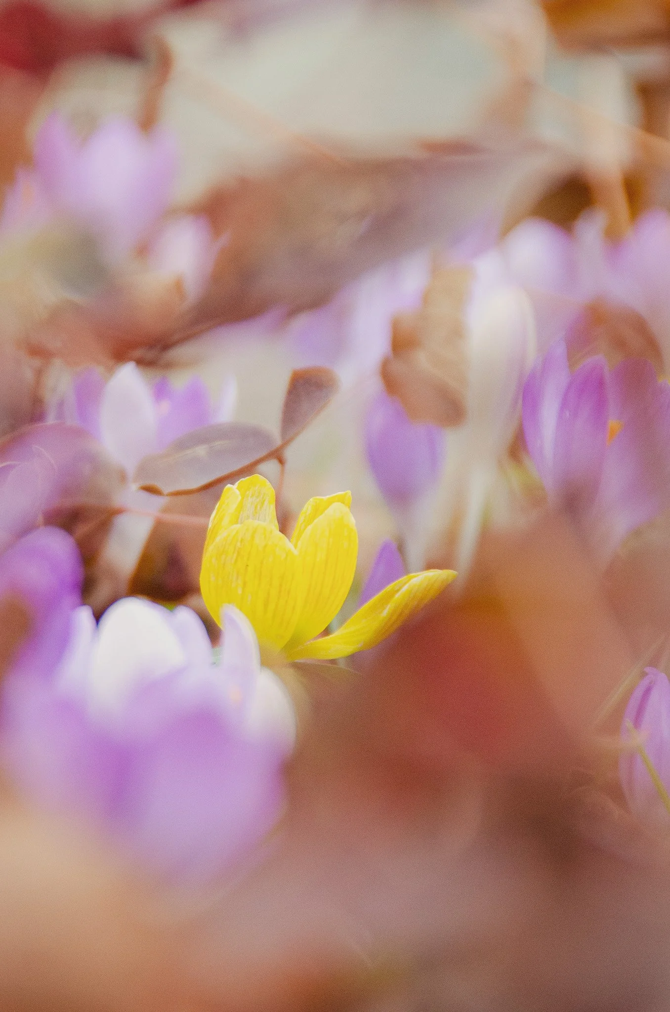 09_krokusse-mit-gelber-blume_schadaupark-thun_kanton-bern_blumenfotografie_c_tina-berger_2020_hochformat.jpg