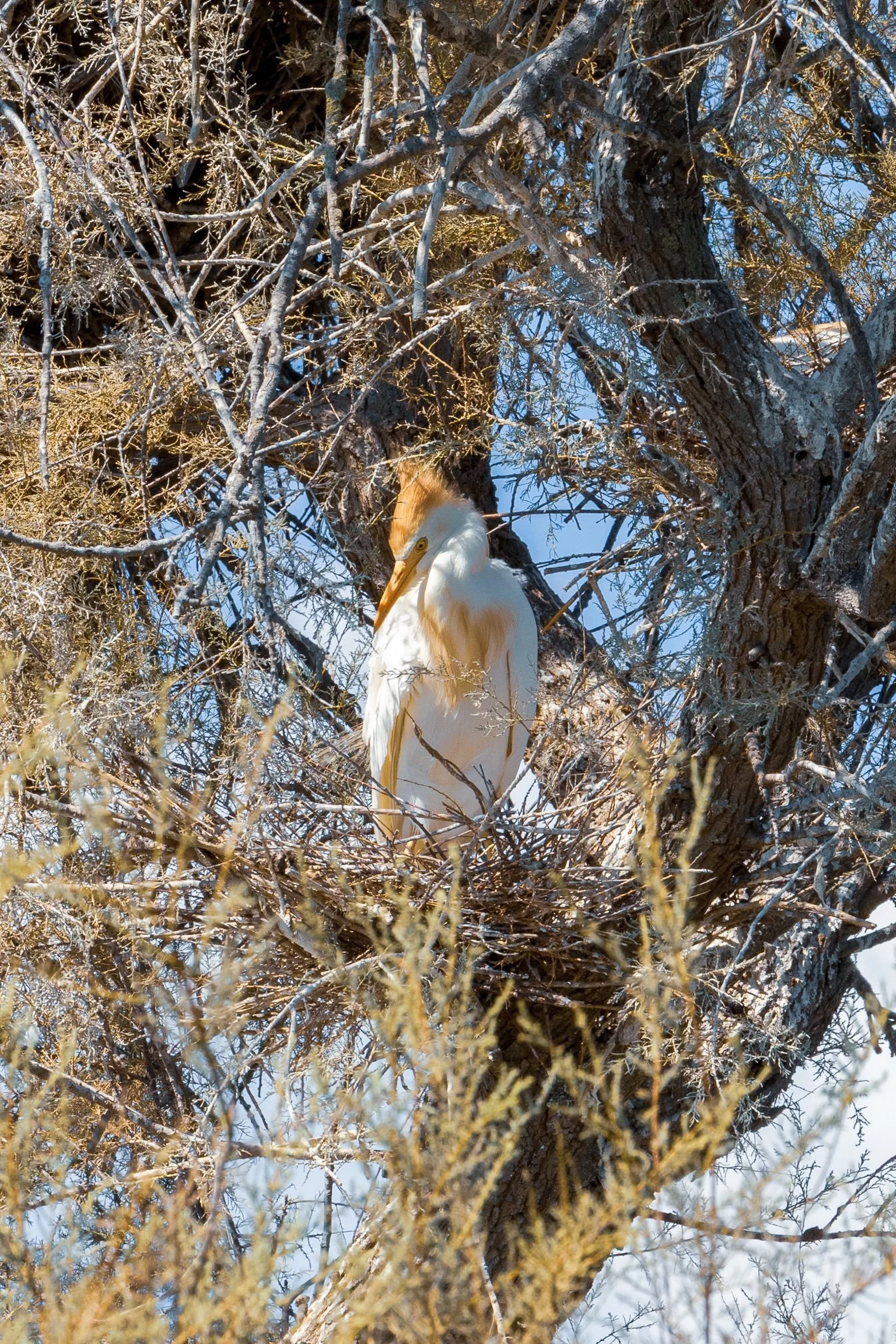 17_kuhreiher_camargue_sued-frankreich_tierfotografie_c_tina-berger_2025_hochformat.jpeg