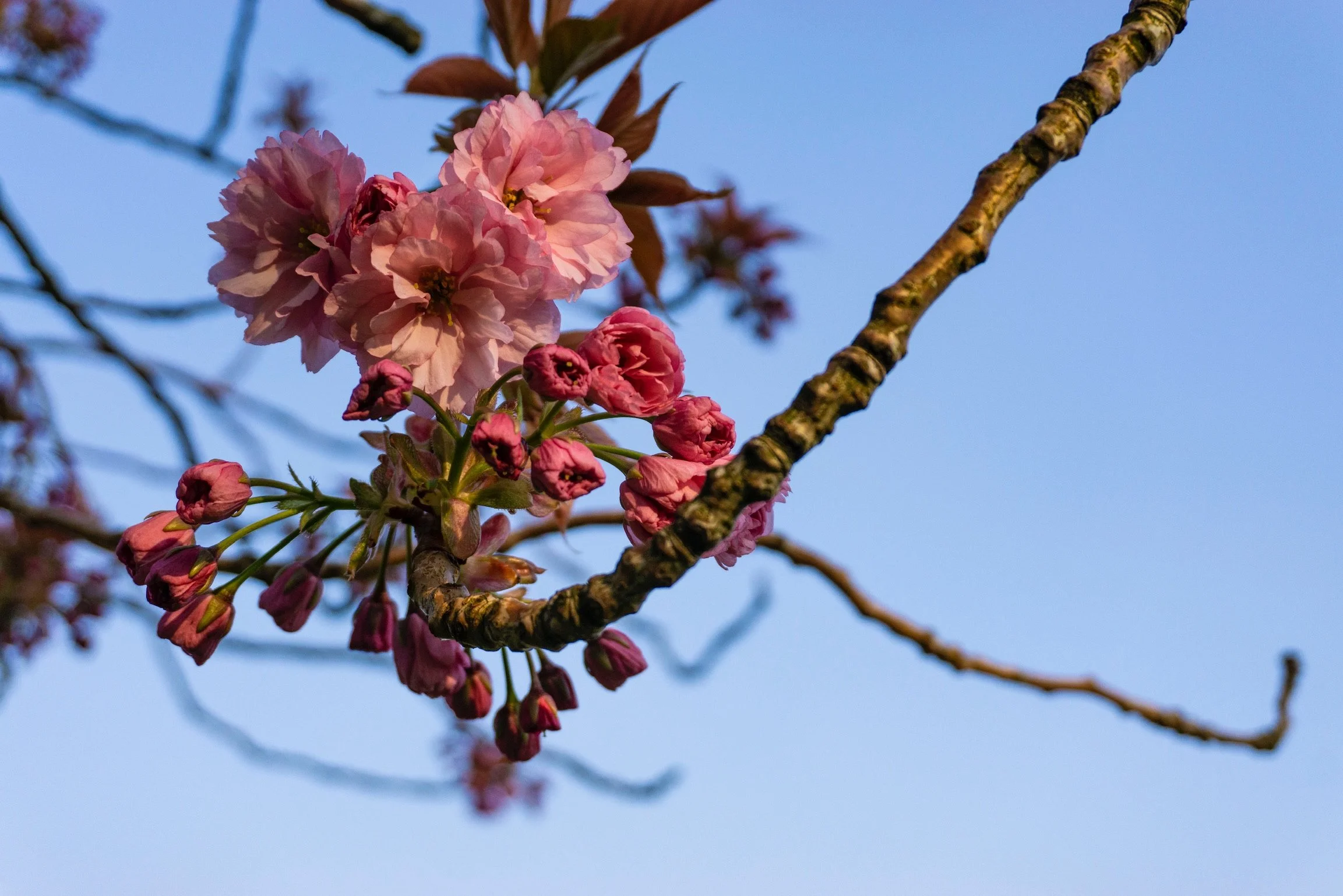 07_kirschblueten_luxemburg_fruehling_blumenfotografie_c_tina-berger_2019_querformat.jpeg