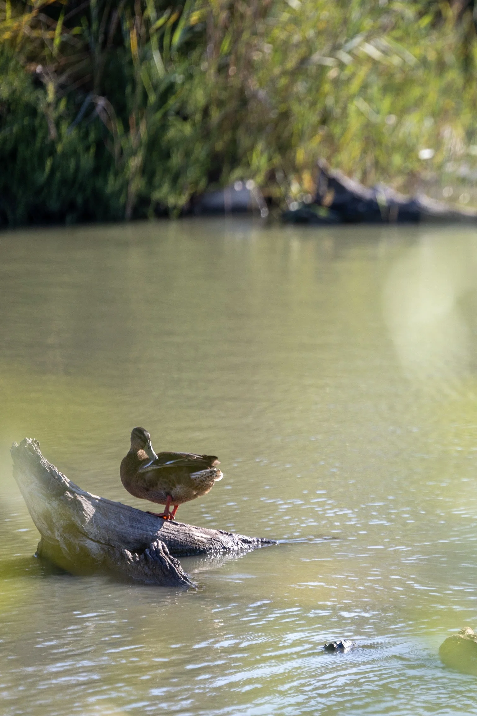 18_ente_camargue_sued-frankreich_tierfotografie_c_tina-berger_2025_hochformat.jpeg