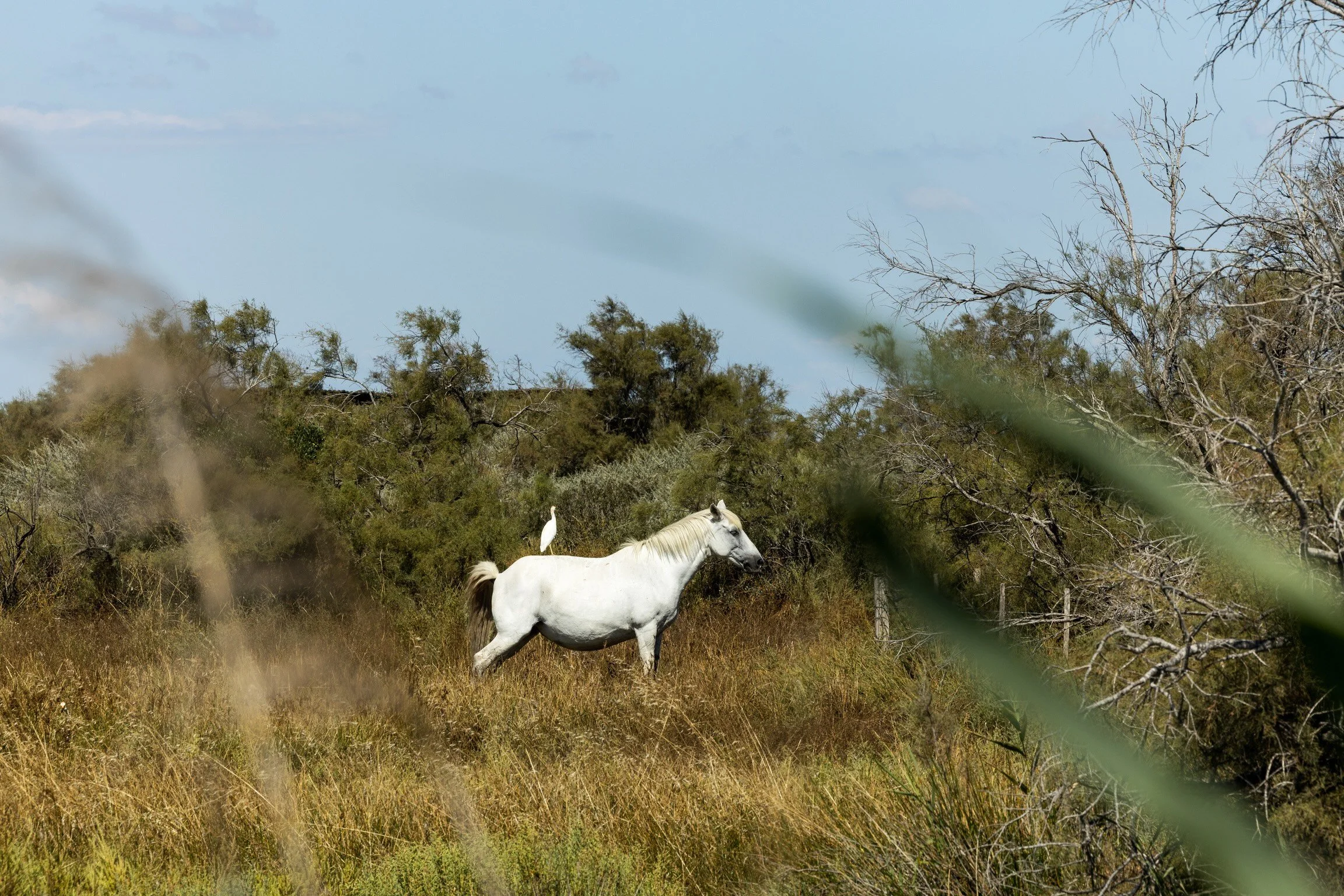 17_kuhreiher-auf-schimmel_camargue_sued-frankreich_tierfotografie_c_tina-berger_2025_querformat.jpeg