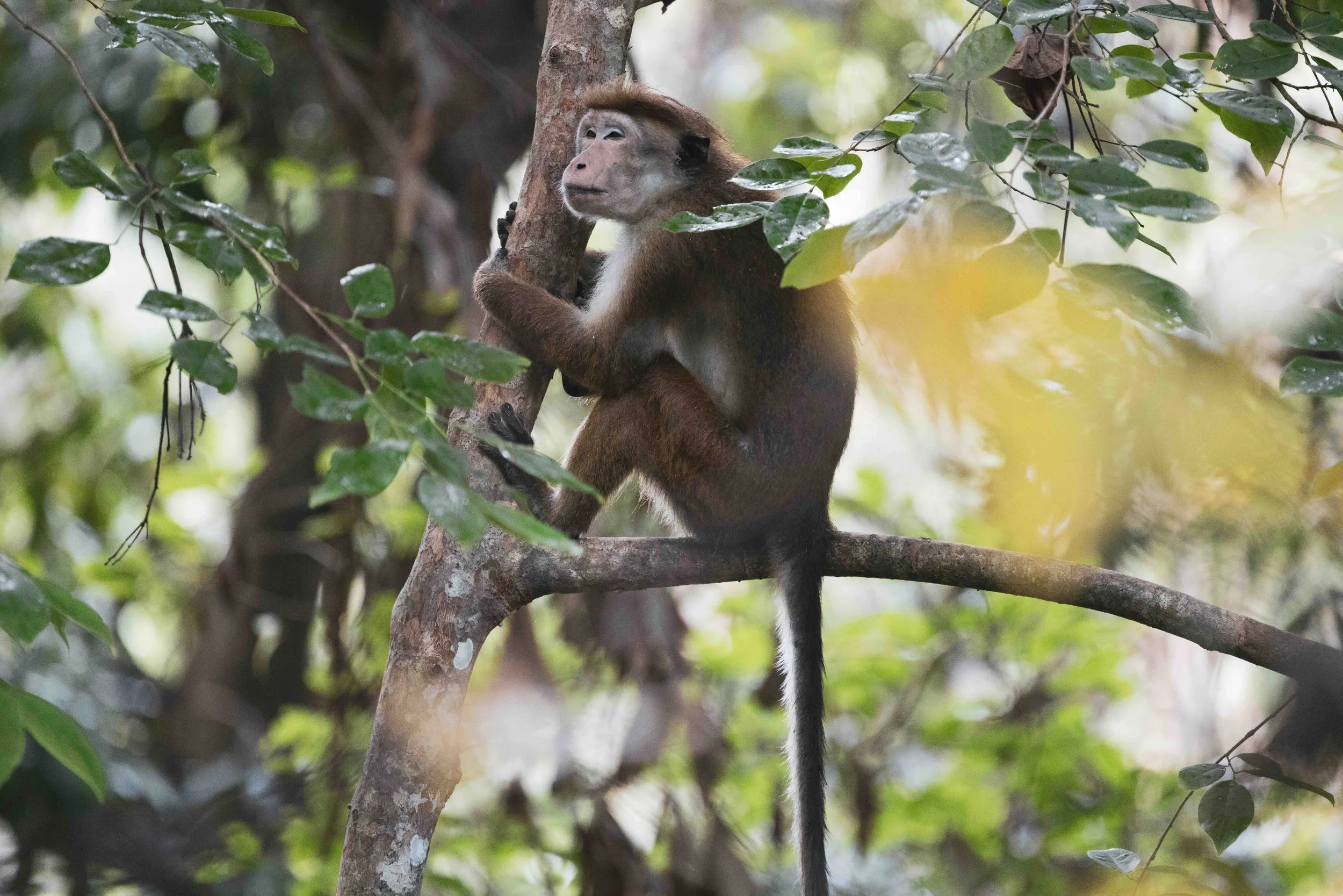 02_toque-makak-affe_sri-lanka_tierfotografie_c_tina-berger_2024_querformat.jpeg