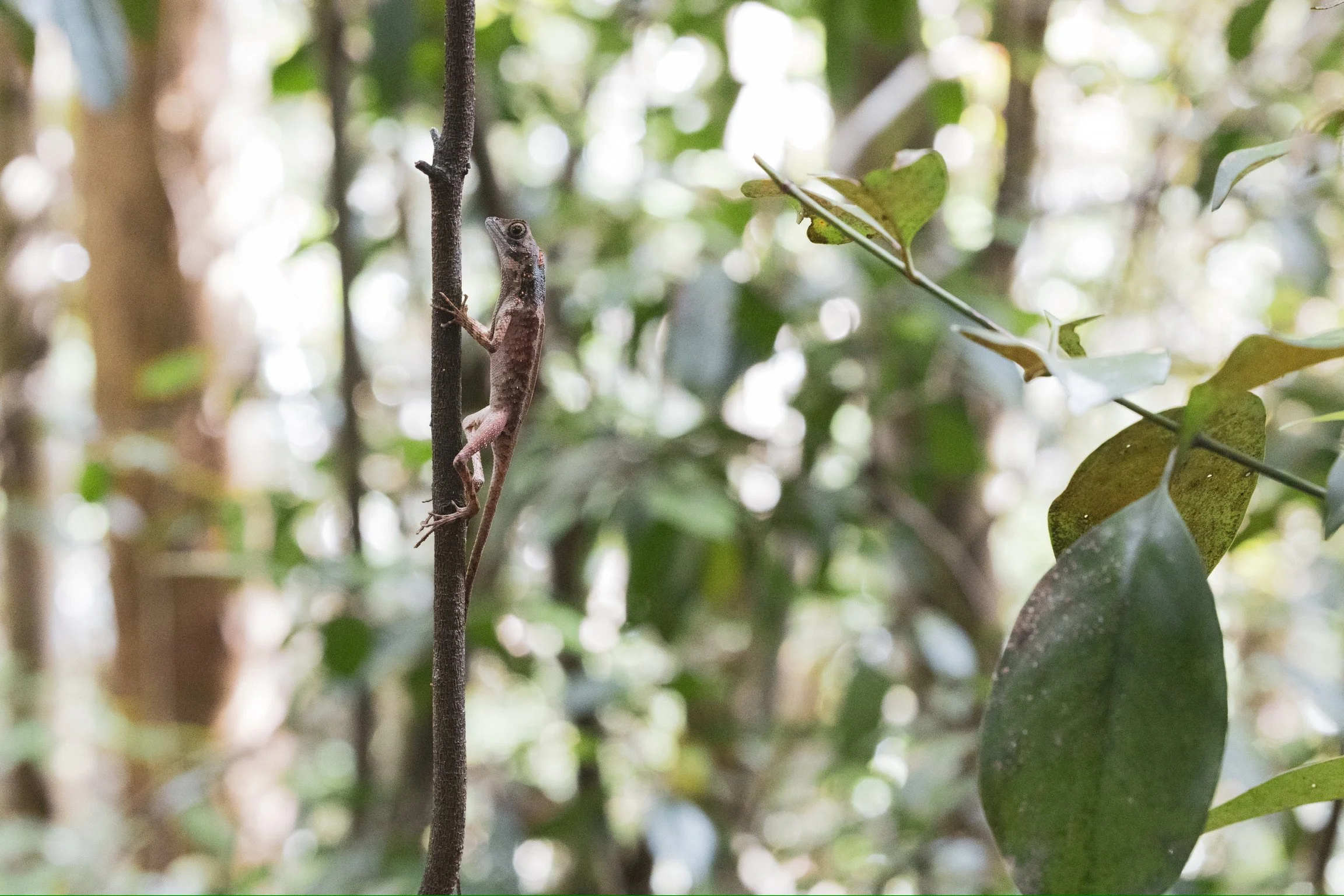 08_orientalische-gartenagame_sri-lanka_tierfotografie_c_tina-berger_2024_querformat.jpeg