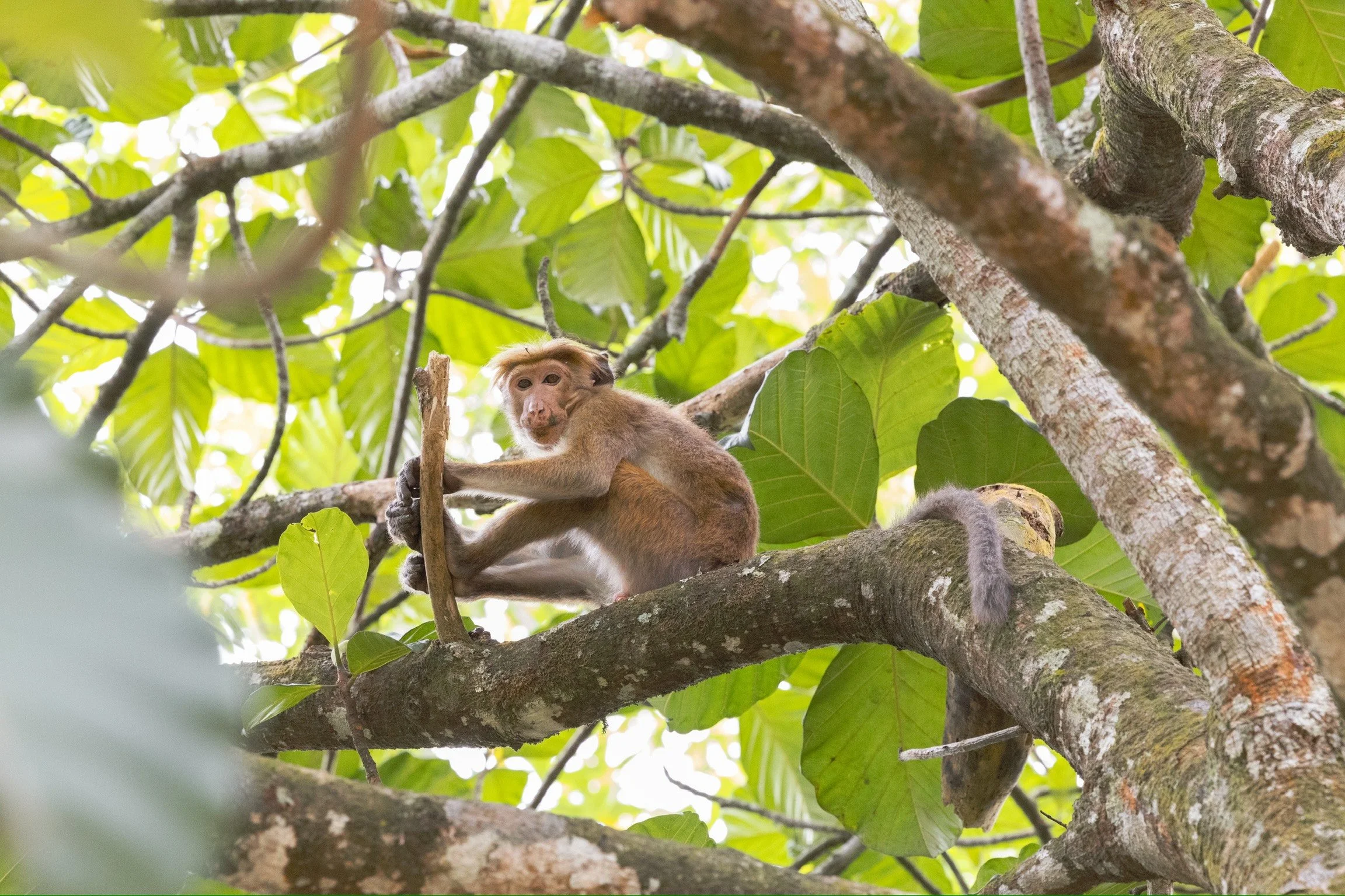 02_junger_toque-makak-affe-2_sri-lanka_tierfotografie_c_tina-berger_2024_querformat.jpeg