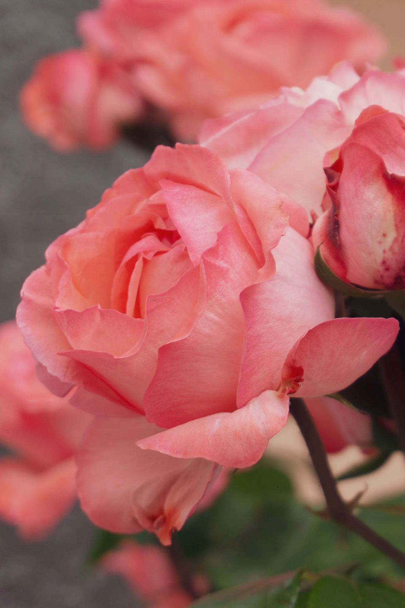 11_rosarote-rose_tessin_blumenfotografie_c_tina-berger_2020_hochformat.jpg