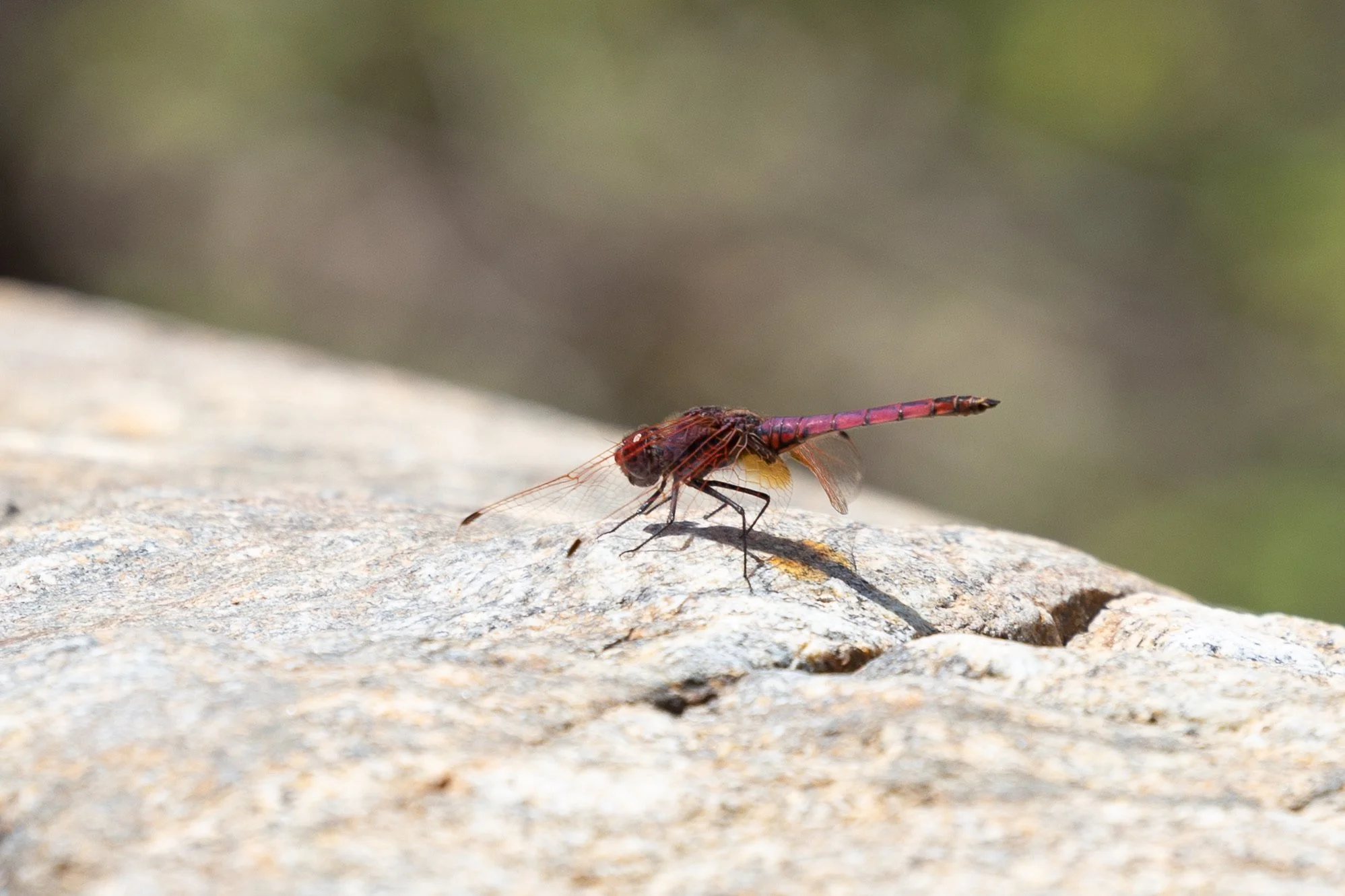 06_rote-libelle_ikaria_griechenland_tierfotografie_c_tina-berger_2023_querformat.jpeg