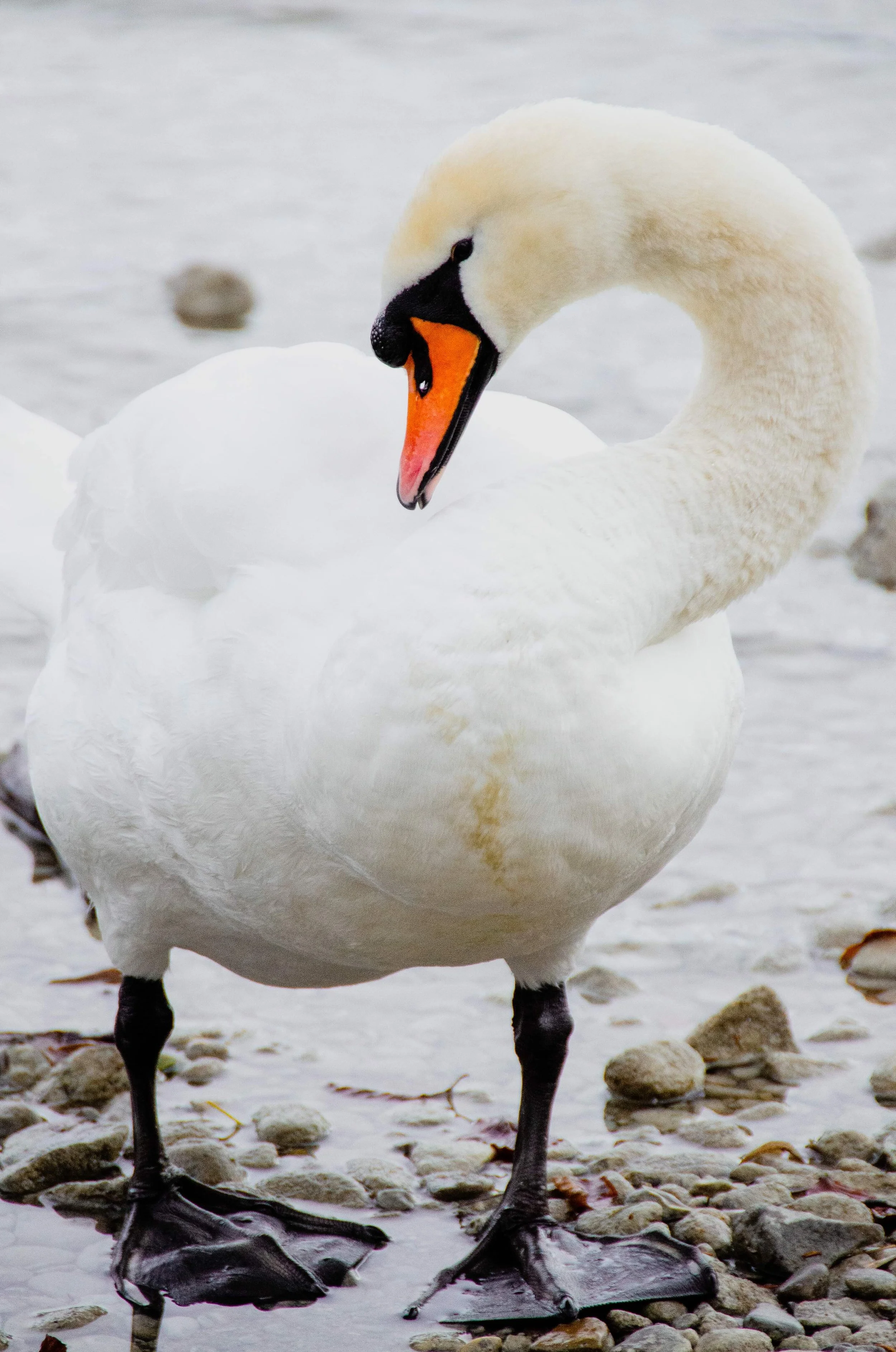 01_schwan_schadaupark_thun_tierfotografie_c_tina-berger_2020_hochformat.jpeg