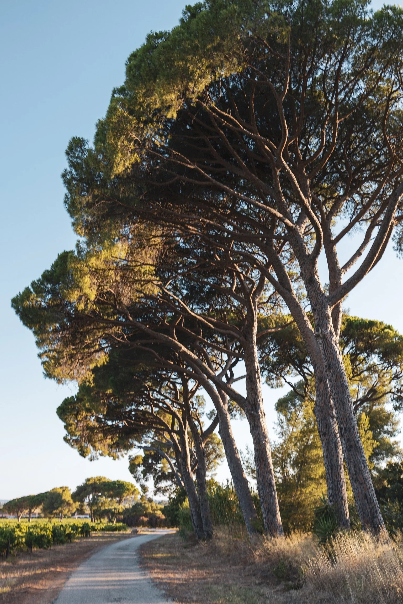 30_pinienbaeume_provence_suedfrankreich_landschaftsfotografie_c_tina-berger_2025_hochformat.jpeg