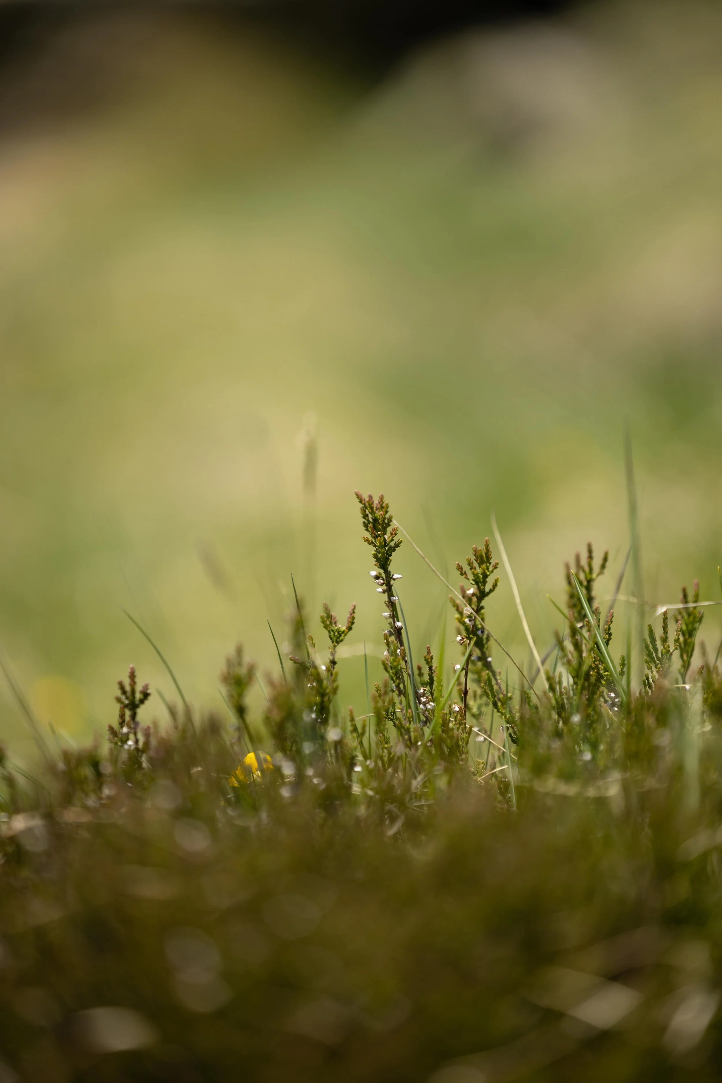 13_graeser_wiese_bettmeralp_sommer_landschaftsfotografie_c_tina-berger_2022_hochformat.jpeg
