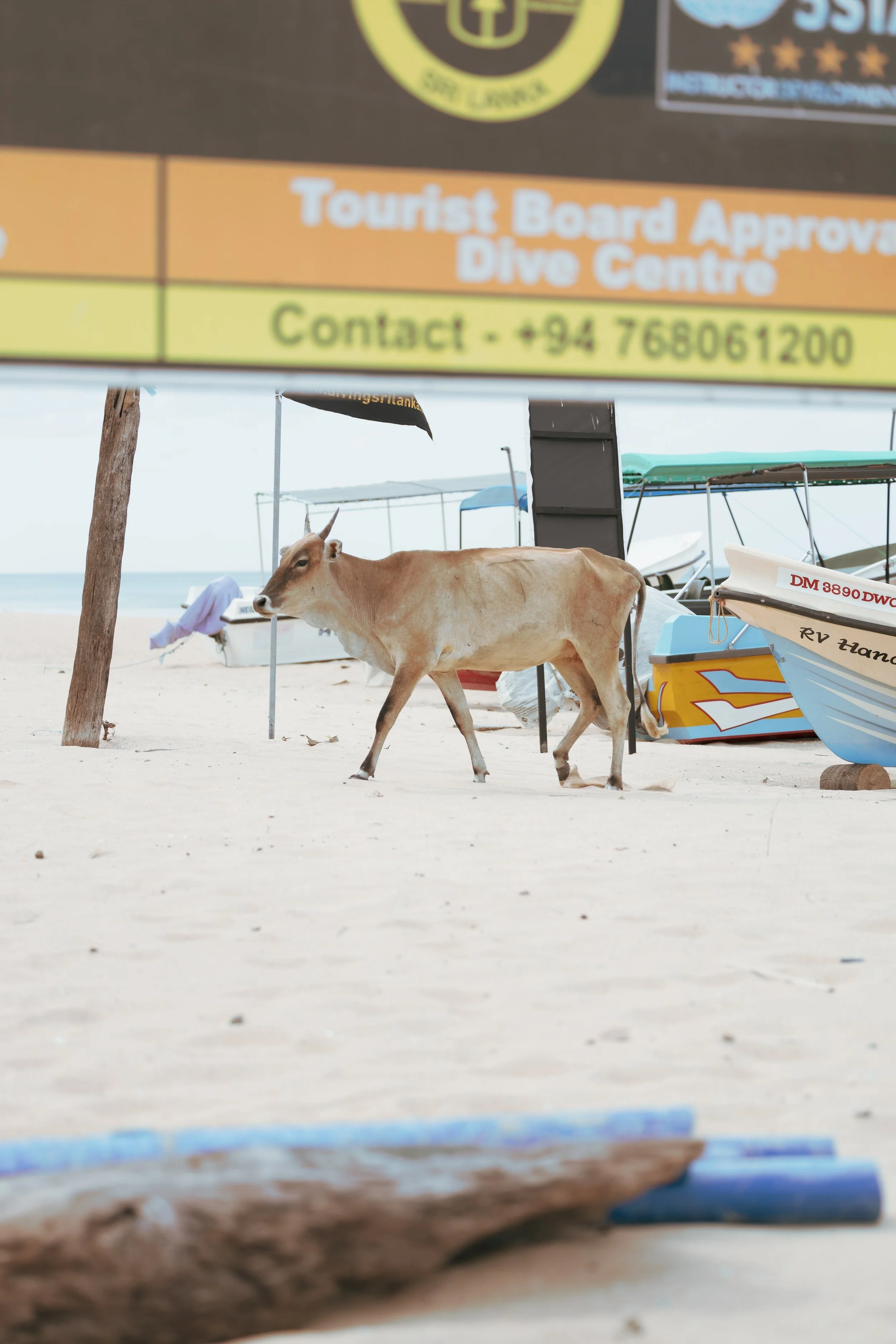 10_kuh-am-strand_sri-lanka_tierfotografie_c_tina-berger_2024_hochformat.jpeg