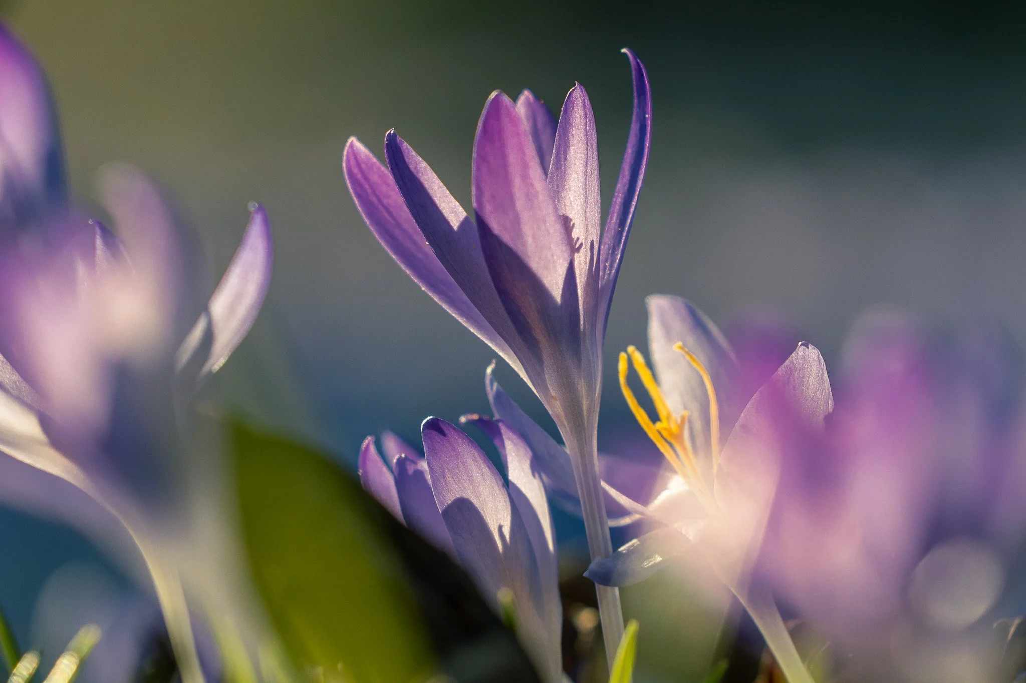 10_lila-krokus_nahaufnahme_schadaupark-thun_kanton-bern_blumenfotografie_c_tina-berger_2022_hochformat.jpg