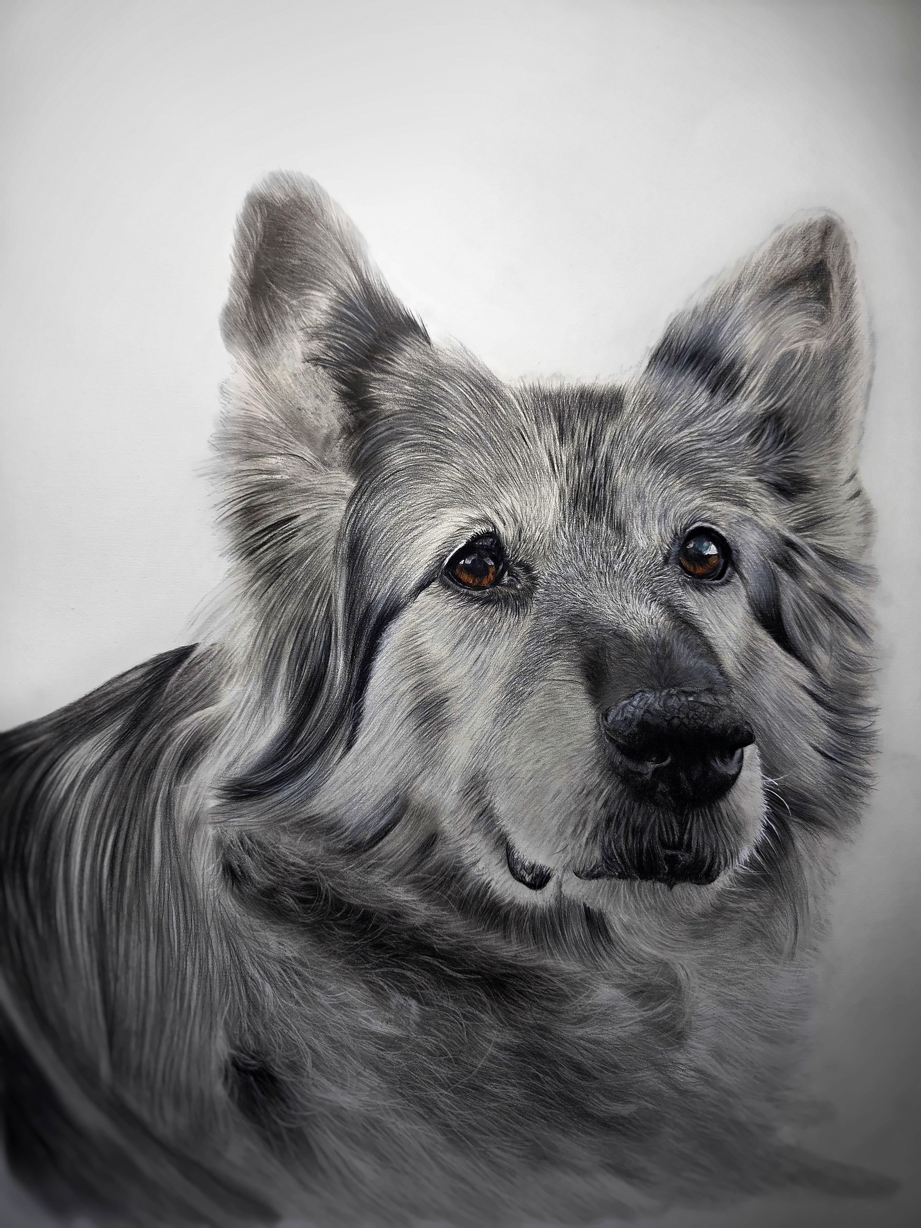 Izzy, a German shepherd, charcoal and PanPastel portrait by Rob Bateman