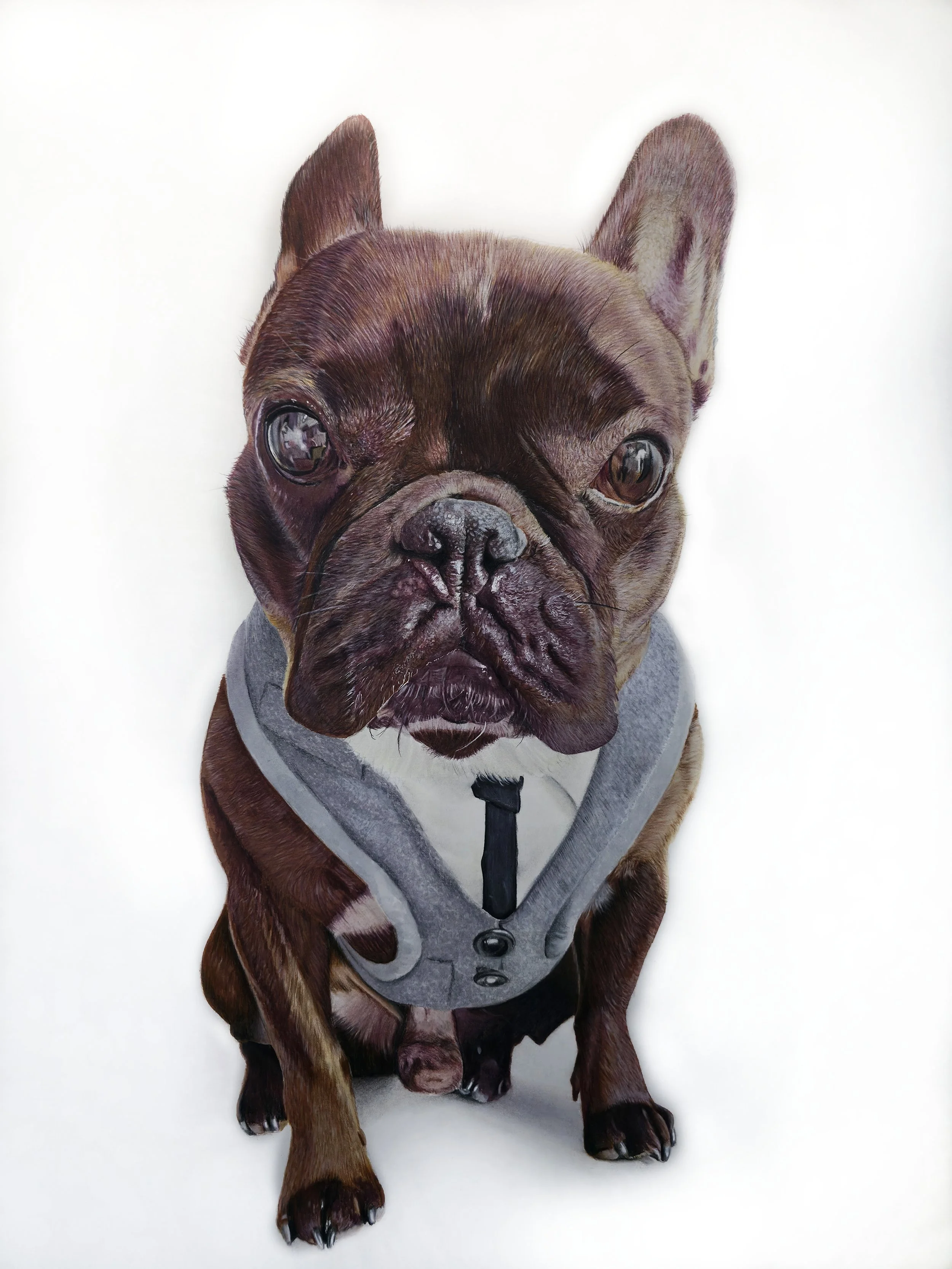 Ollie, a chocolate French bulldog in a grey waistcoat, coloured pencil portrait by Rob Bateman