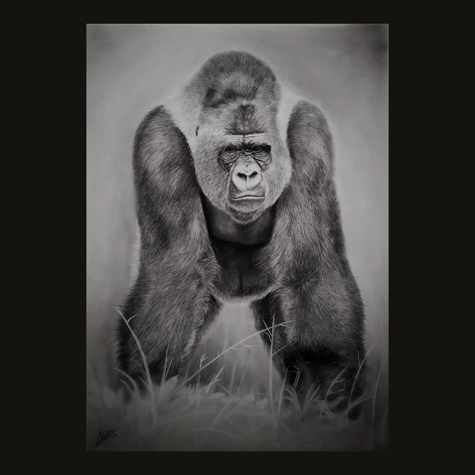 Graphite drawing of a silverback gorilla in grass by Rob Bateman