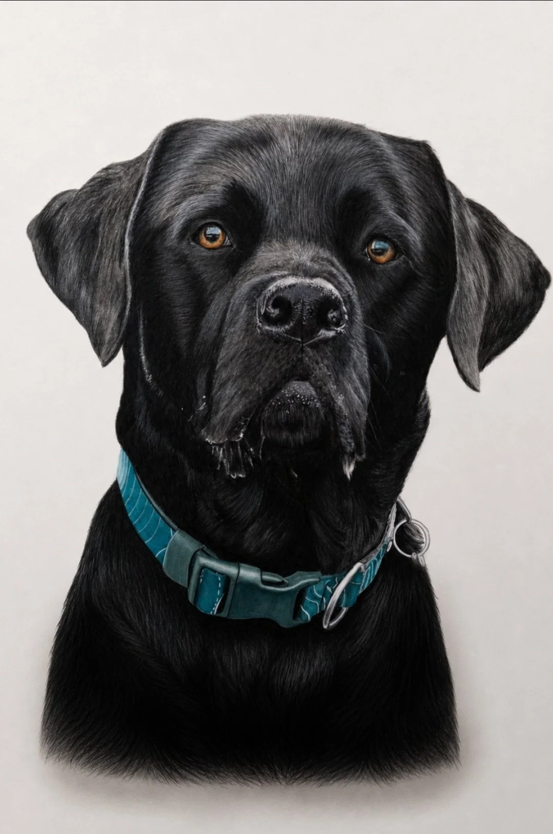 Coloured pencil portrait of Max, a black Labrador with a teal collar, by Rob Bateman