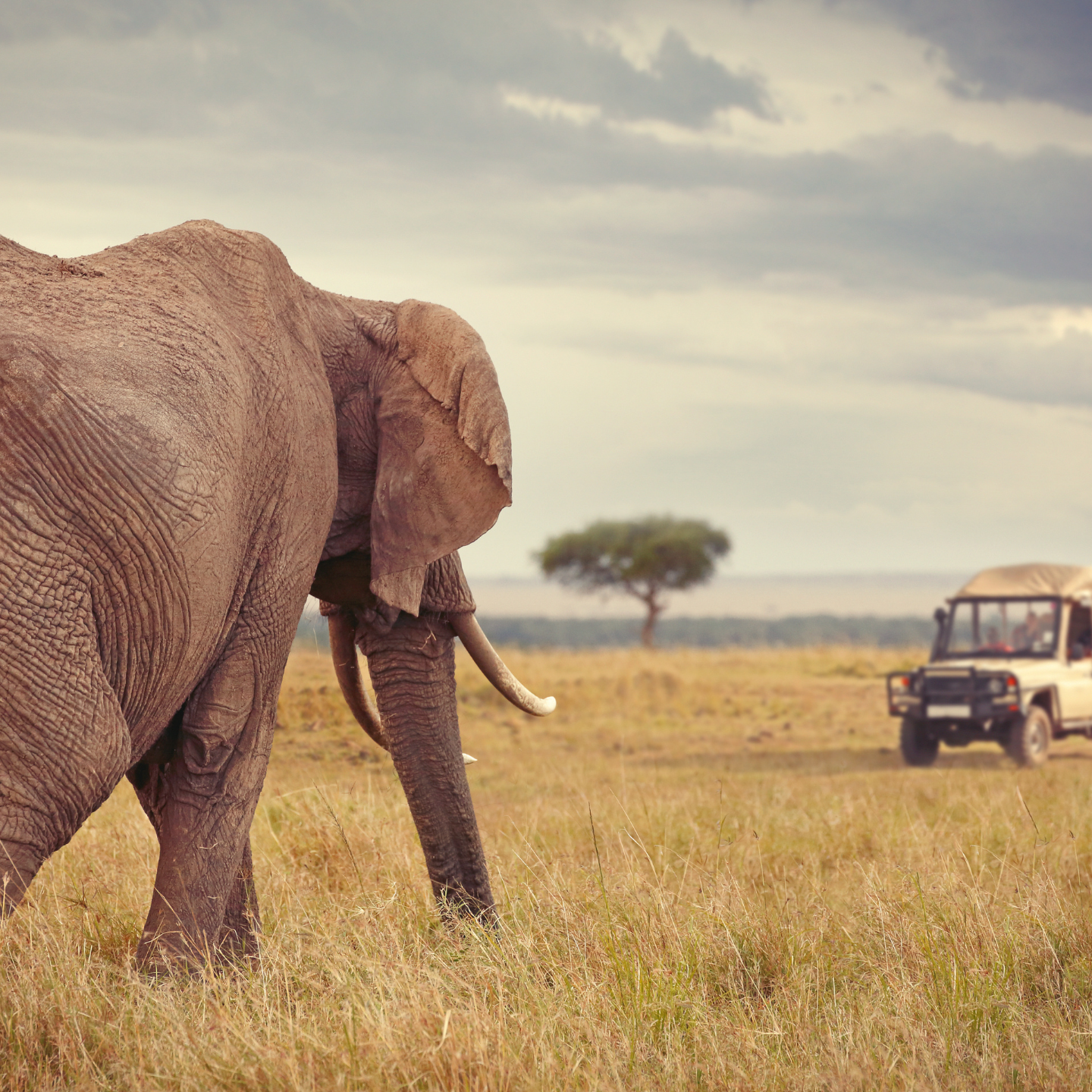 Elephant in the wild during a luxury safari experience