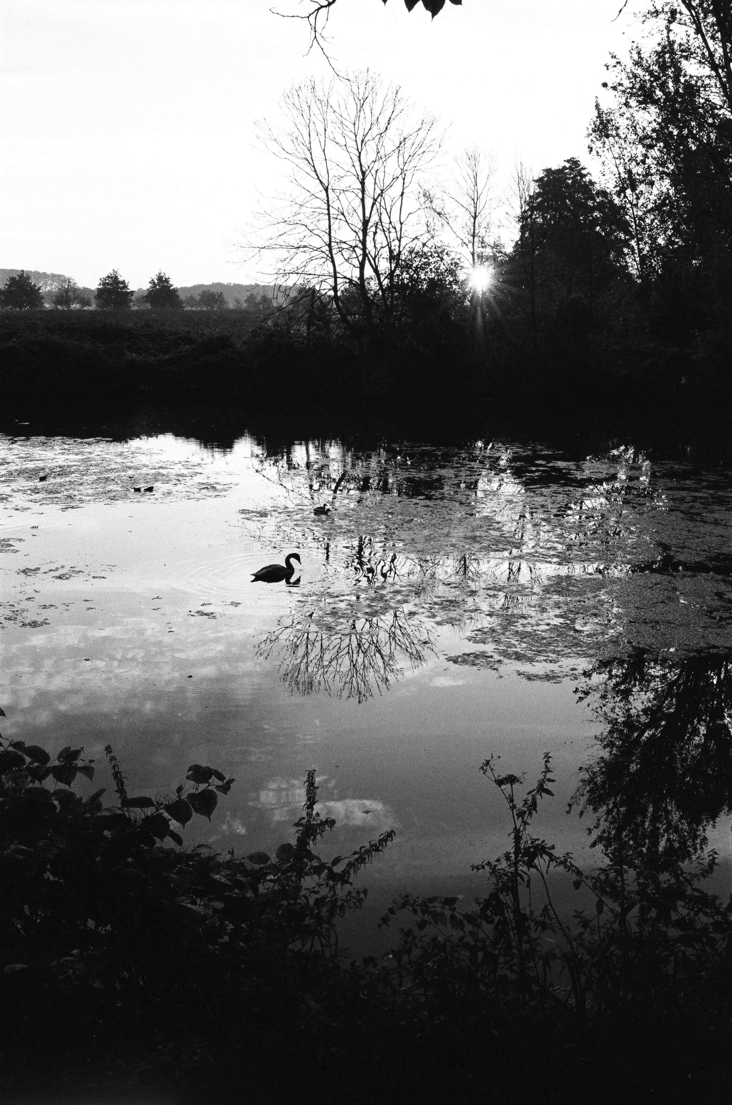 Schwarz-Weiß-Foto eines Sees mit einem Schwimmer, umgeben von Bäumen, im Hintergrund die Sonne am Horizont.