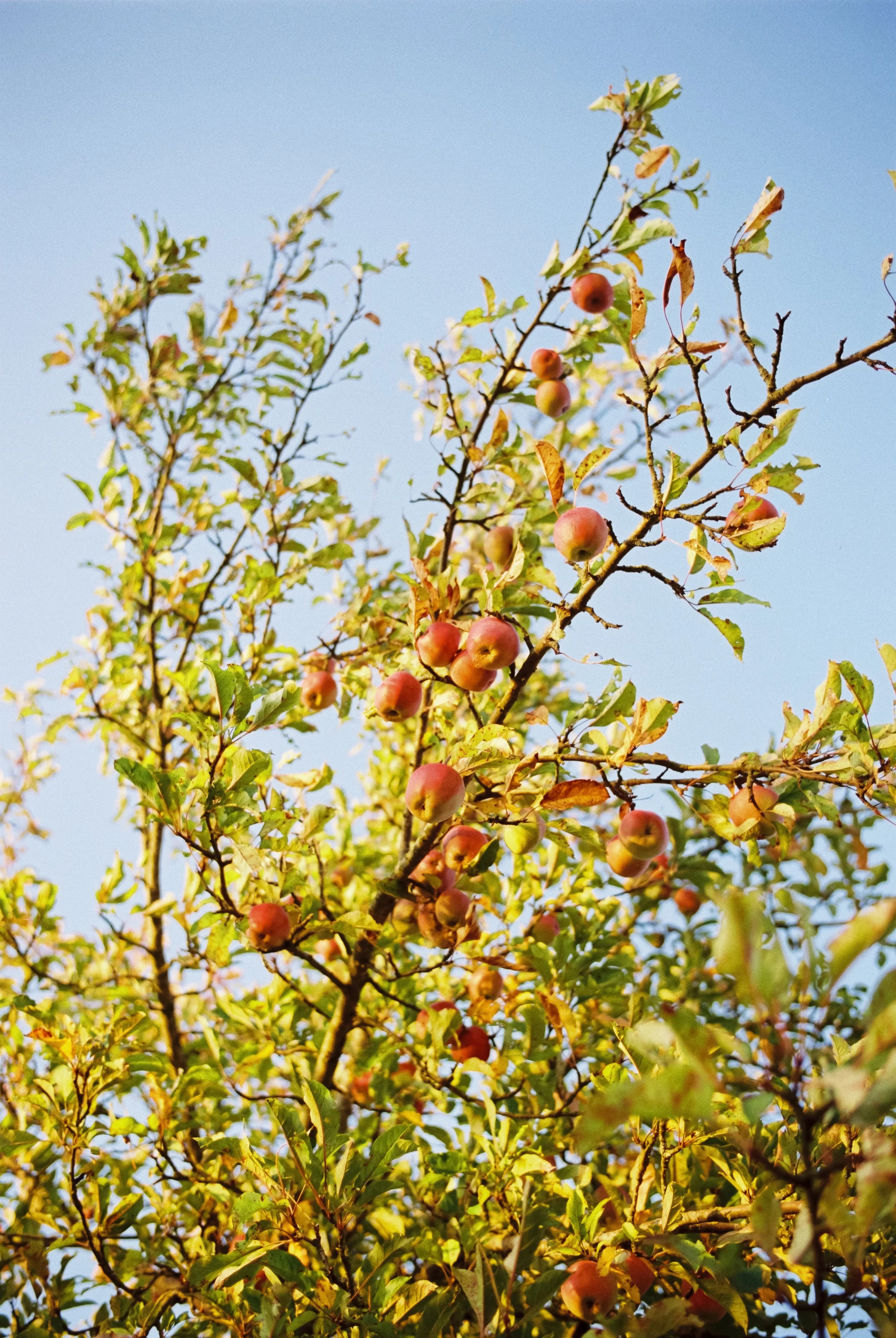 Ein Apfelbaum mit reifen Äpfeln, im Hintergrund ein blauer Himmel.
