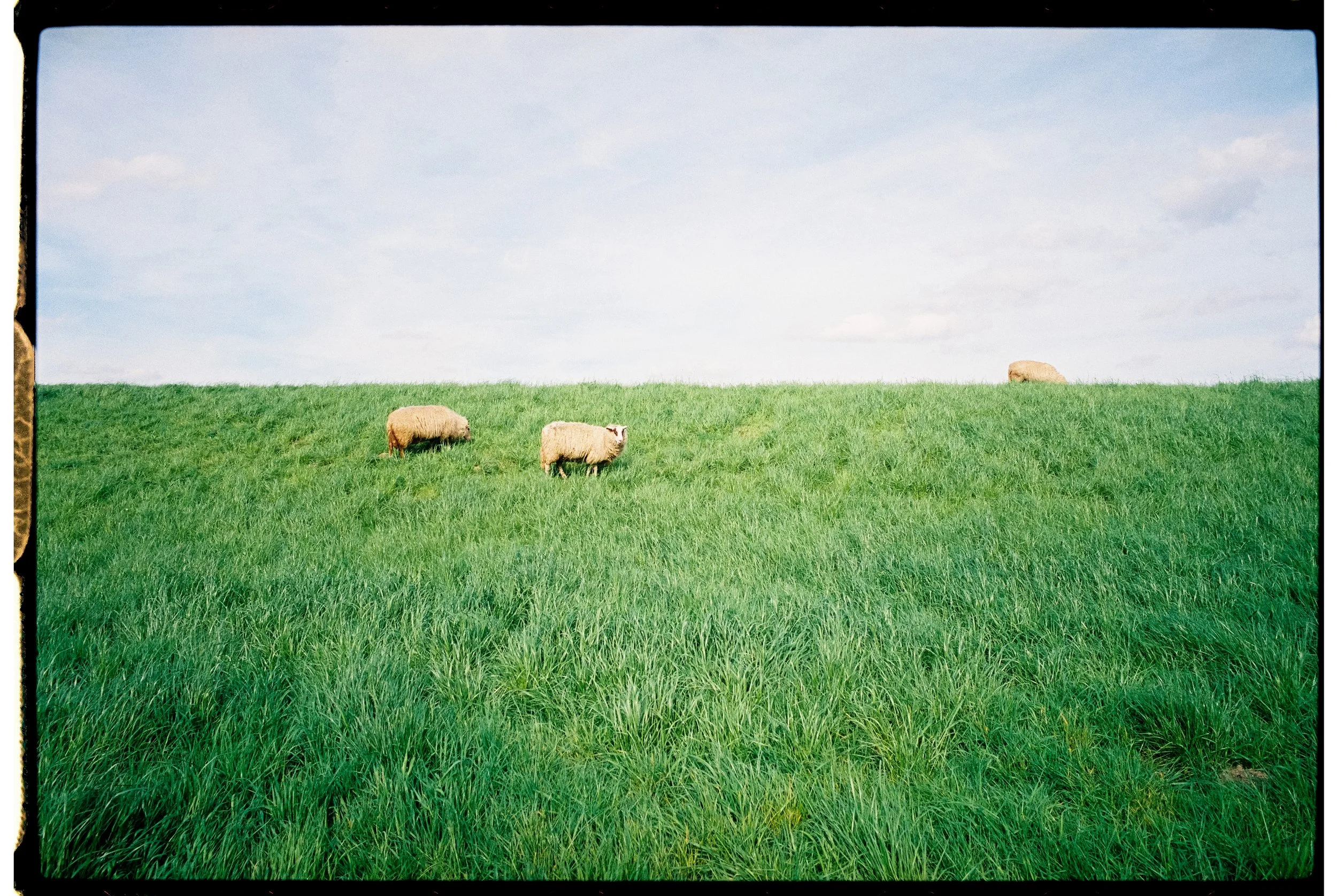 Grünes Feld mit drei Schafen und einem blauen Himmel mit wenigen Wolken.