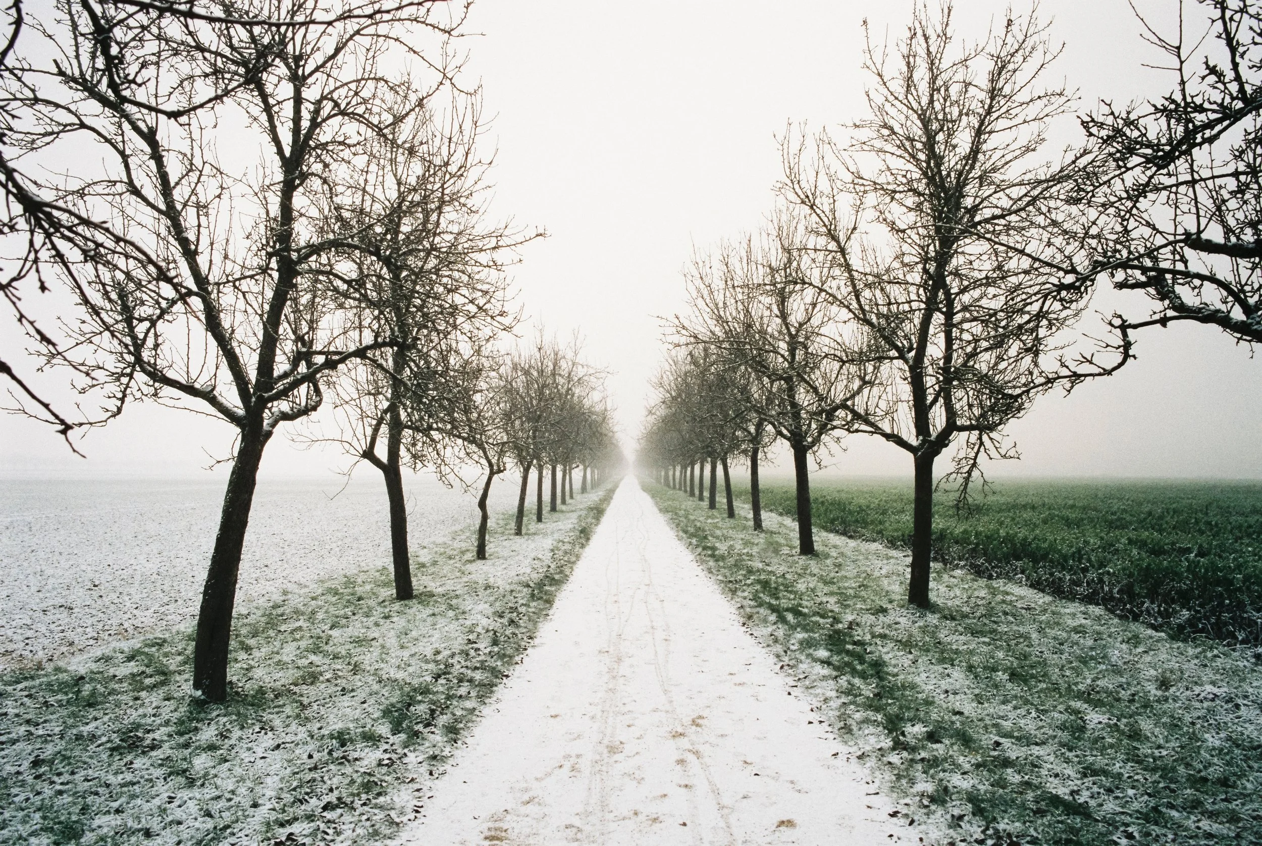 Eine verschneite landwirtschaftliche Straße mit Bäumen auf beiden Seiten, die in die Ferne führt, bei Nebel oder Frostwetter.