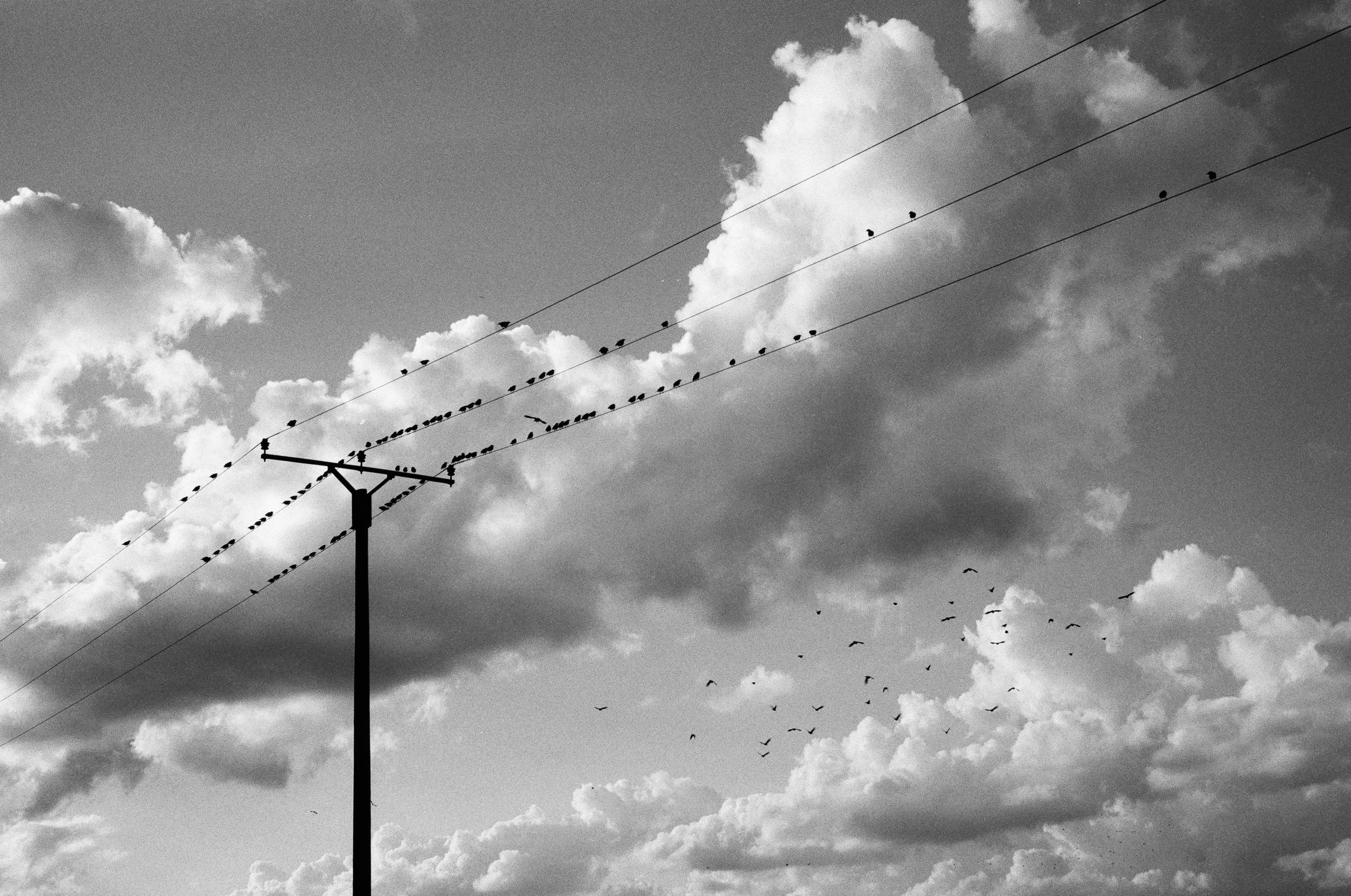 Schwarz-weiß Foto von einer Telefonleitung mit mehreren Vögeln, die auf den Drähten sitzen, und einem Vogelschwarm, der in den Wolken fliegt.