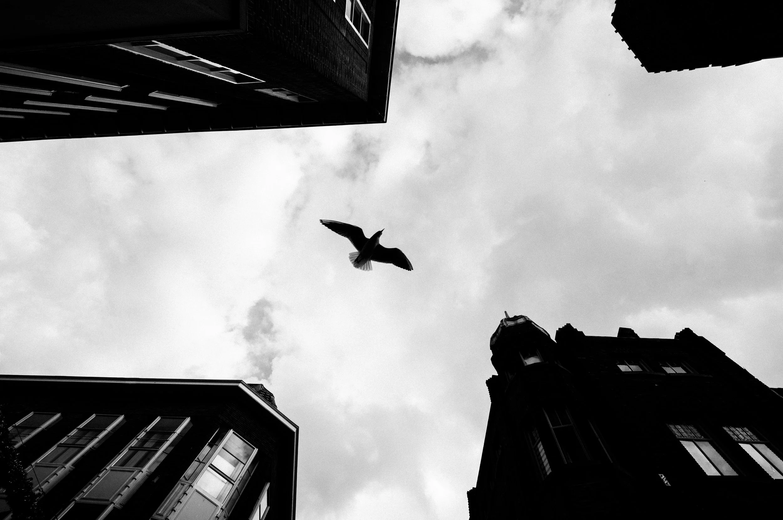 Blick nach oben auf den Himmel zwischen hohen Gebäuden mit einer fliegenden Taube in der Mitte.