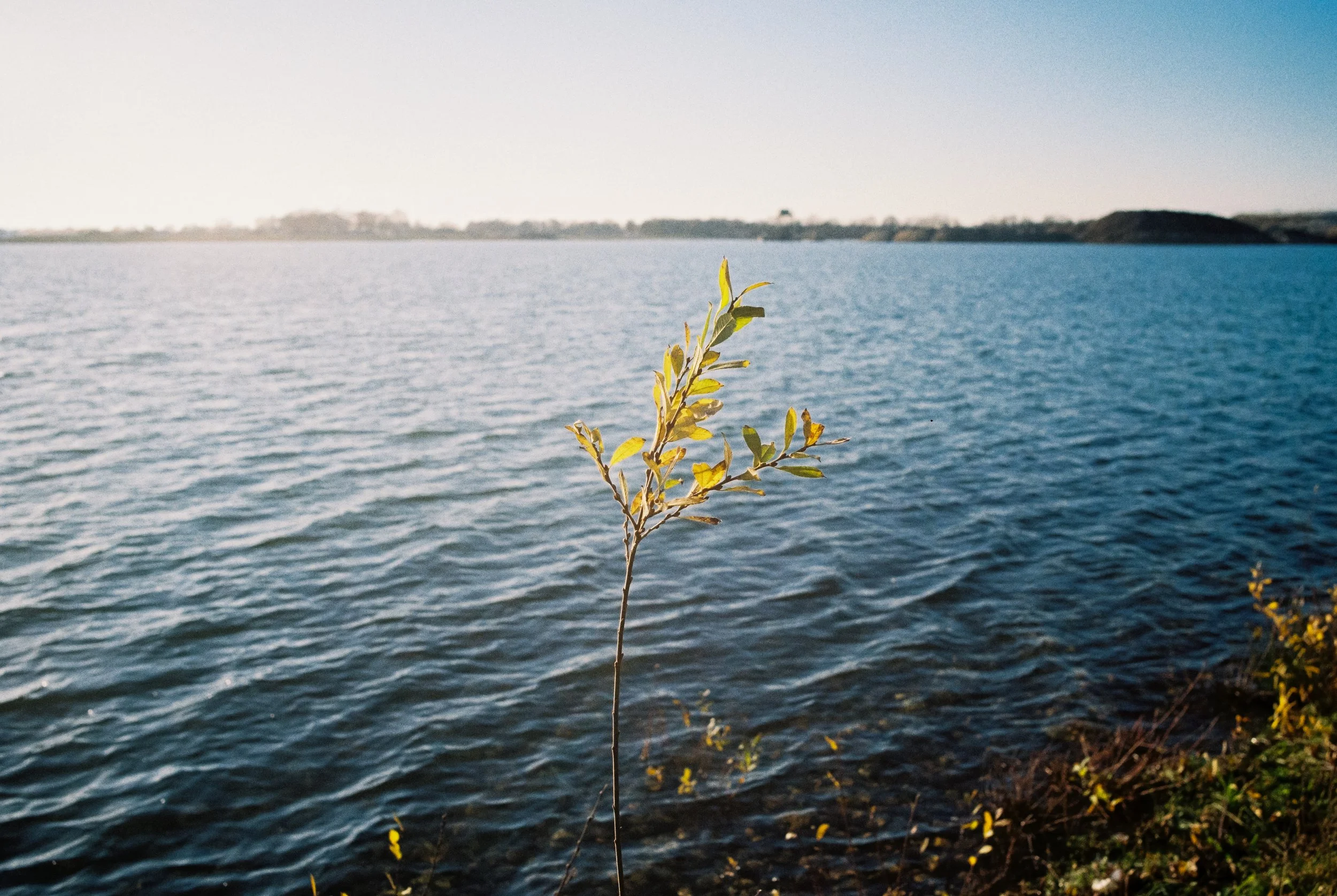 Eine einzelne grüne Pflanze wächst am Ufer eines Sees oder Flusses mit blauer Wasseroberfläche, im Hintergrund sind entfernte Landmassen. Es ist vermutlich Nachmittag, da die Sonne hell scheint.