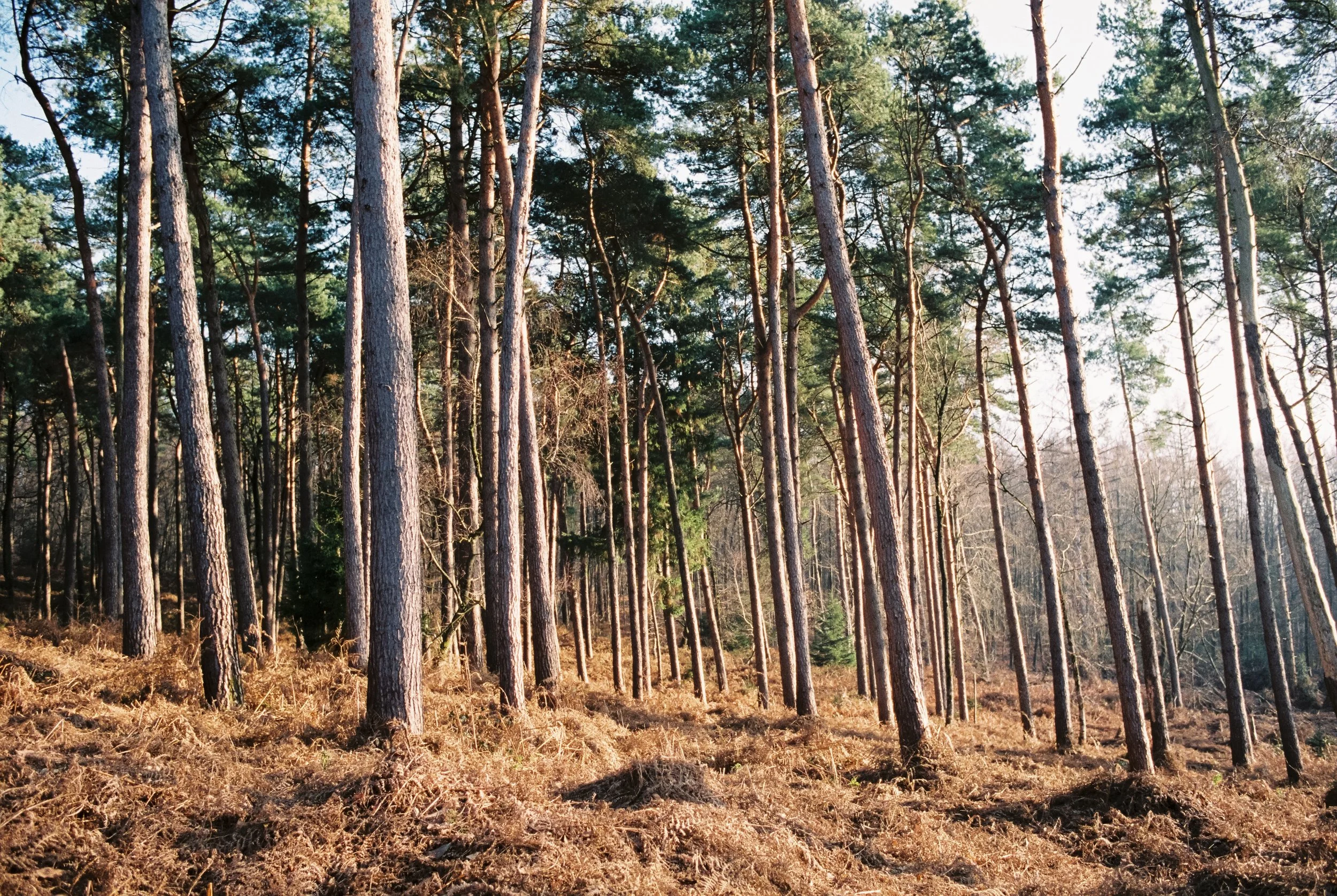 Wald mit hohen Kiefern und braunem Laub auf dem Boden, Sonnenlicht scheint durch die Bäume.